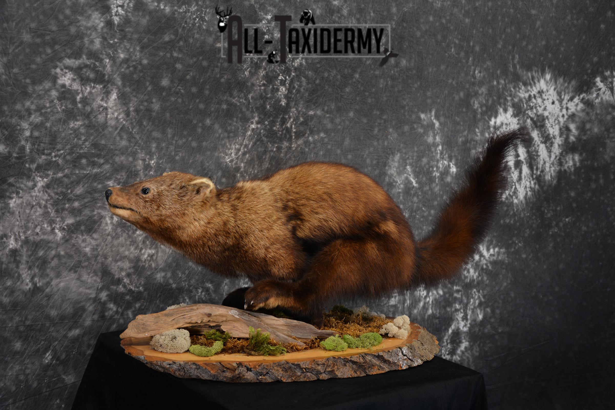 Life Size Fisher Taxidermy Mount XL SKU 1440 - Image 4