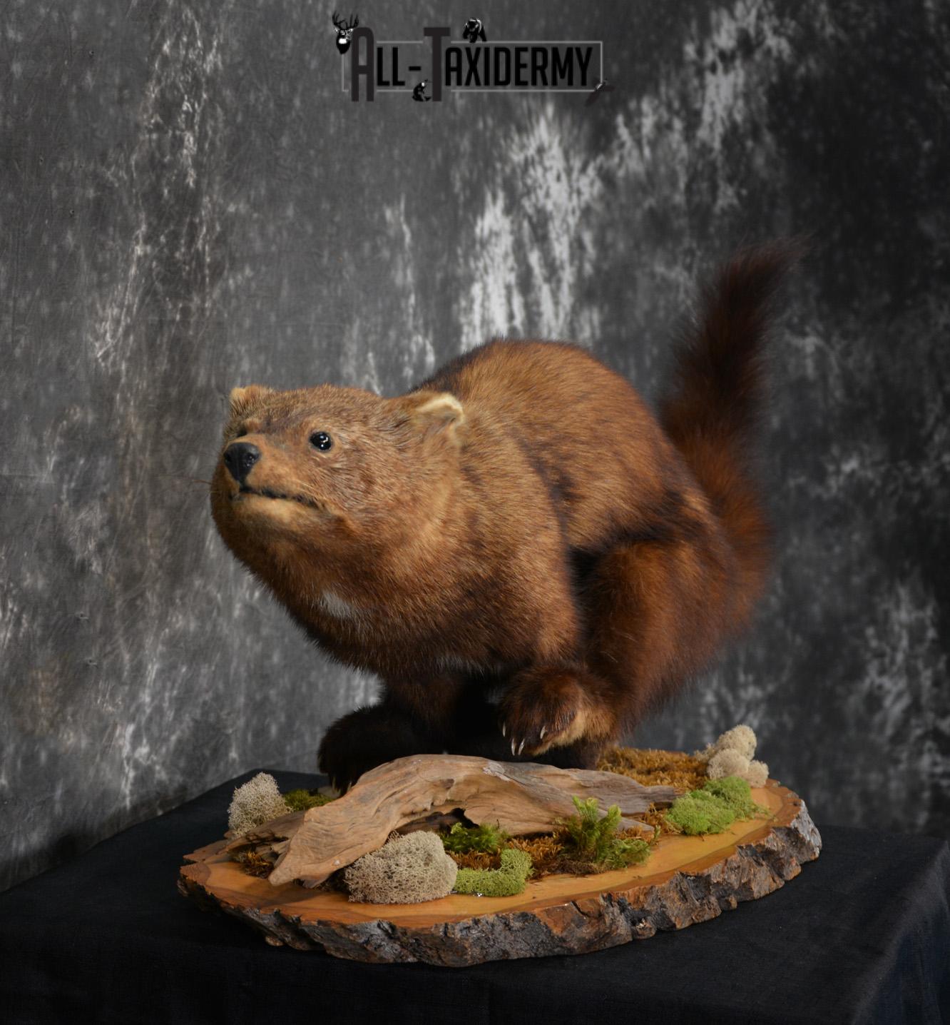 Life Size Fisher Taxidermy Mount XL SKU 1440 - Image 3
