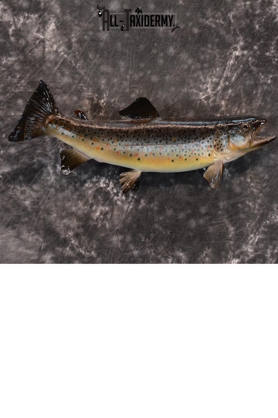Brown Trout Taxidermy Mount SKU 1437
