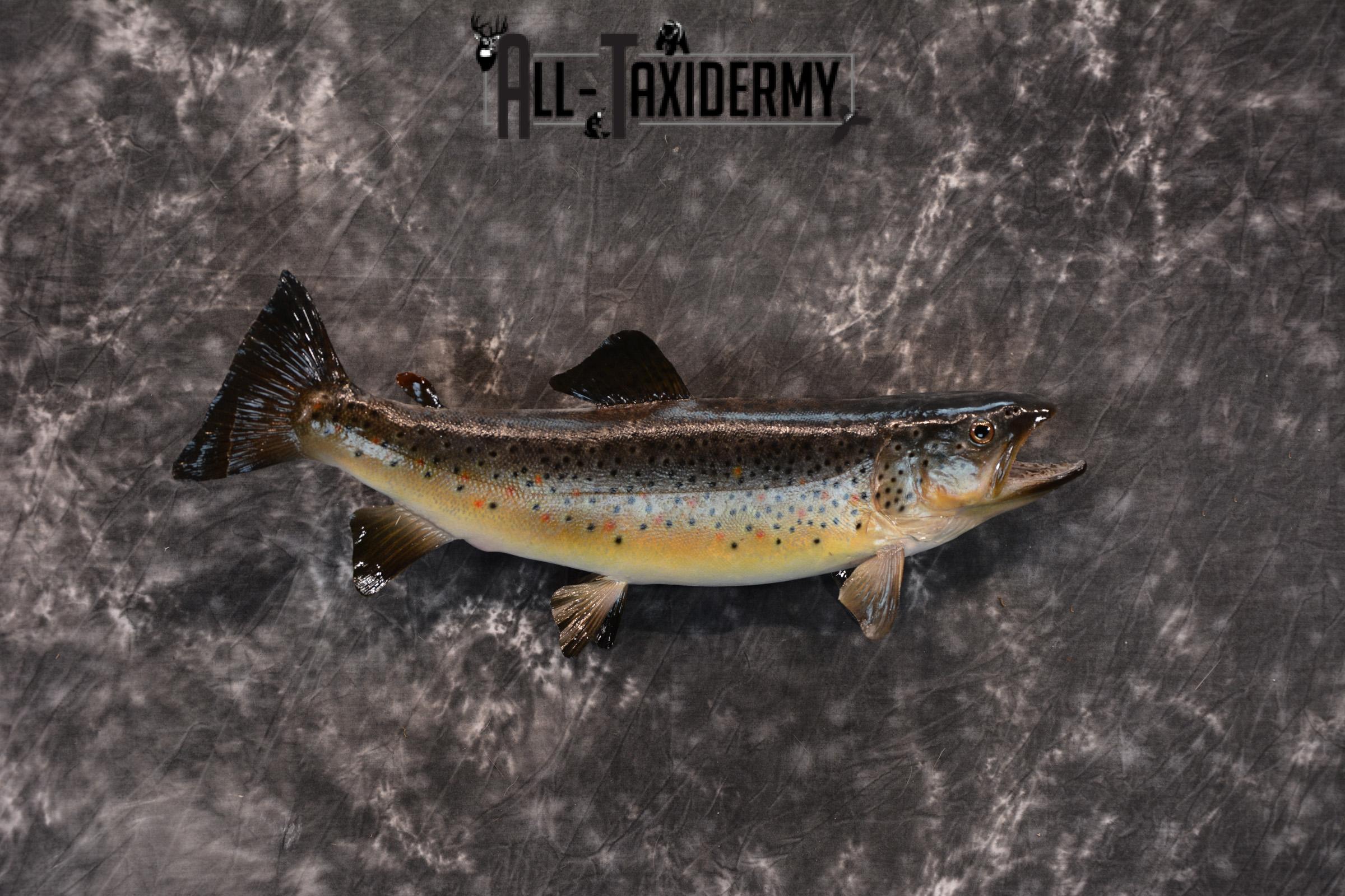 Brown Trout Taxidermy Mount SKU 1437 - Image 4