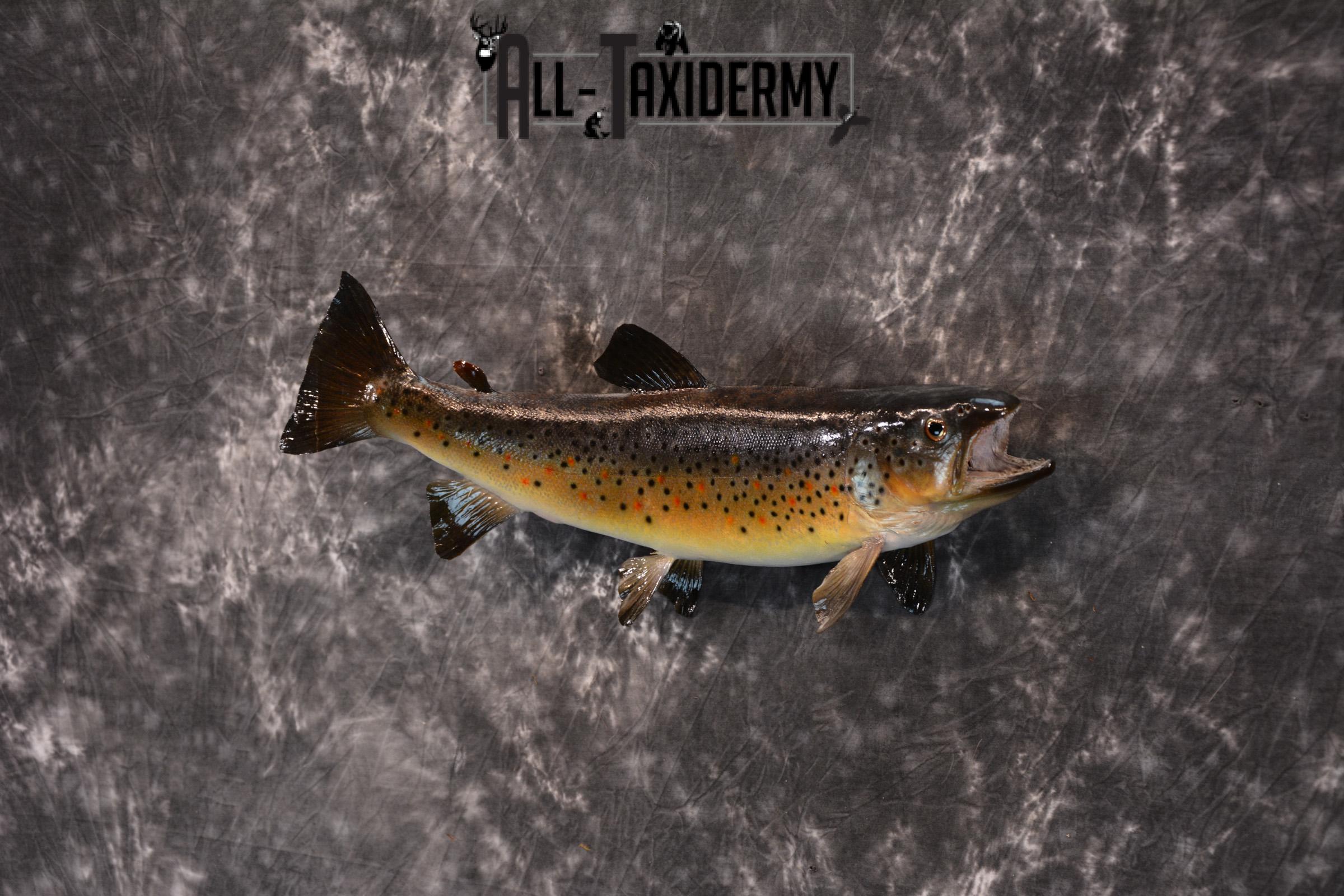 Brown Trout Taxidermy Mount SKU 1437 - Image 3
