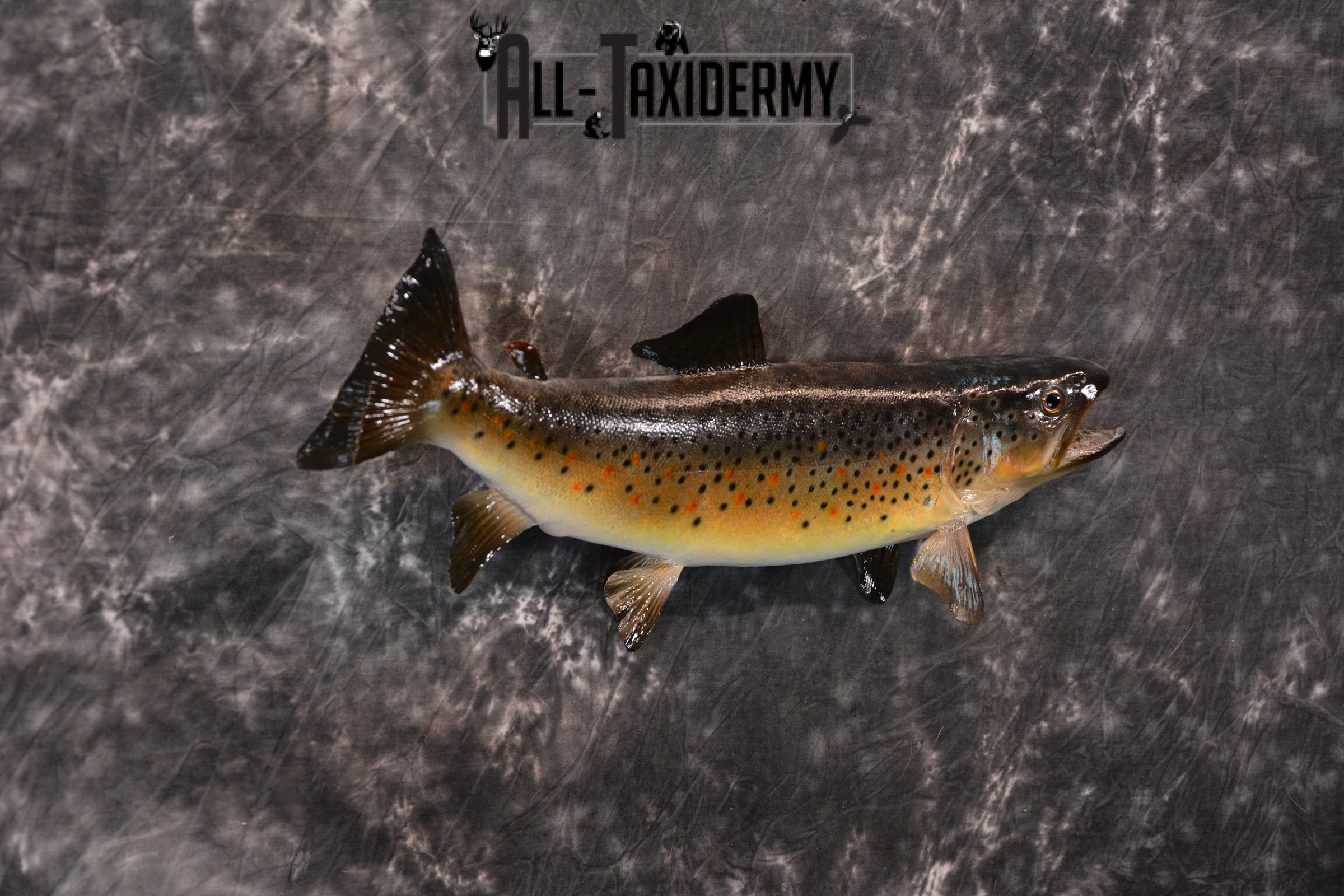 Brown Trout Taxidermy Mount SKU 1437 - Image 2