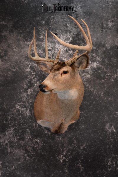 Whitetail Taxidermy Shoulder Mount SKU 1436