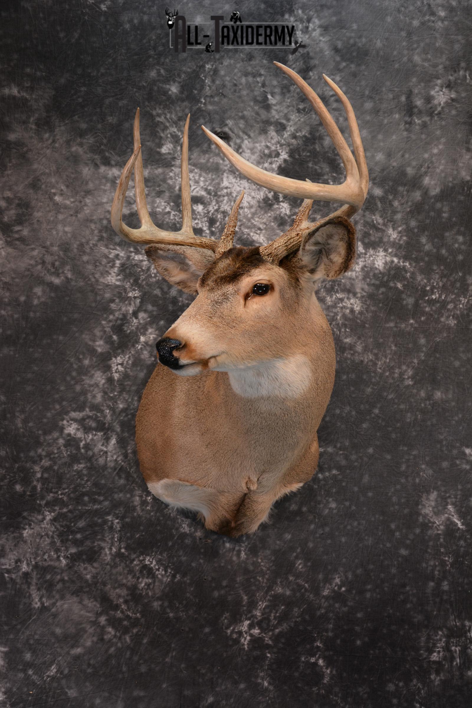 Whitetail Taxidermy Shoulder Mount SKU 1436