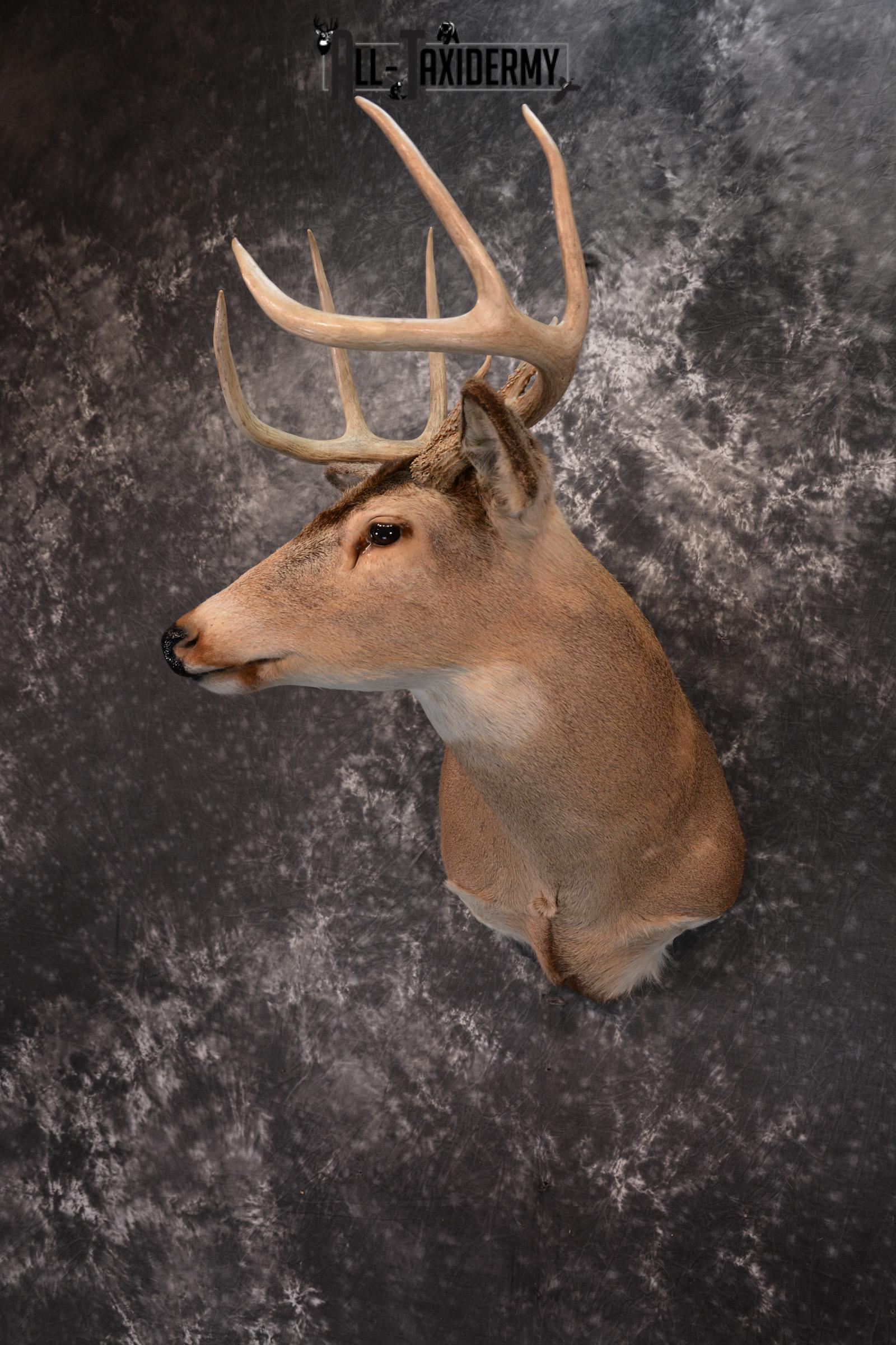 Whitetail Taxidermy Shoulder Mount SKU 1436 - Image 8