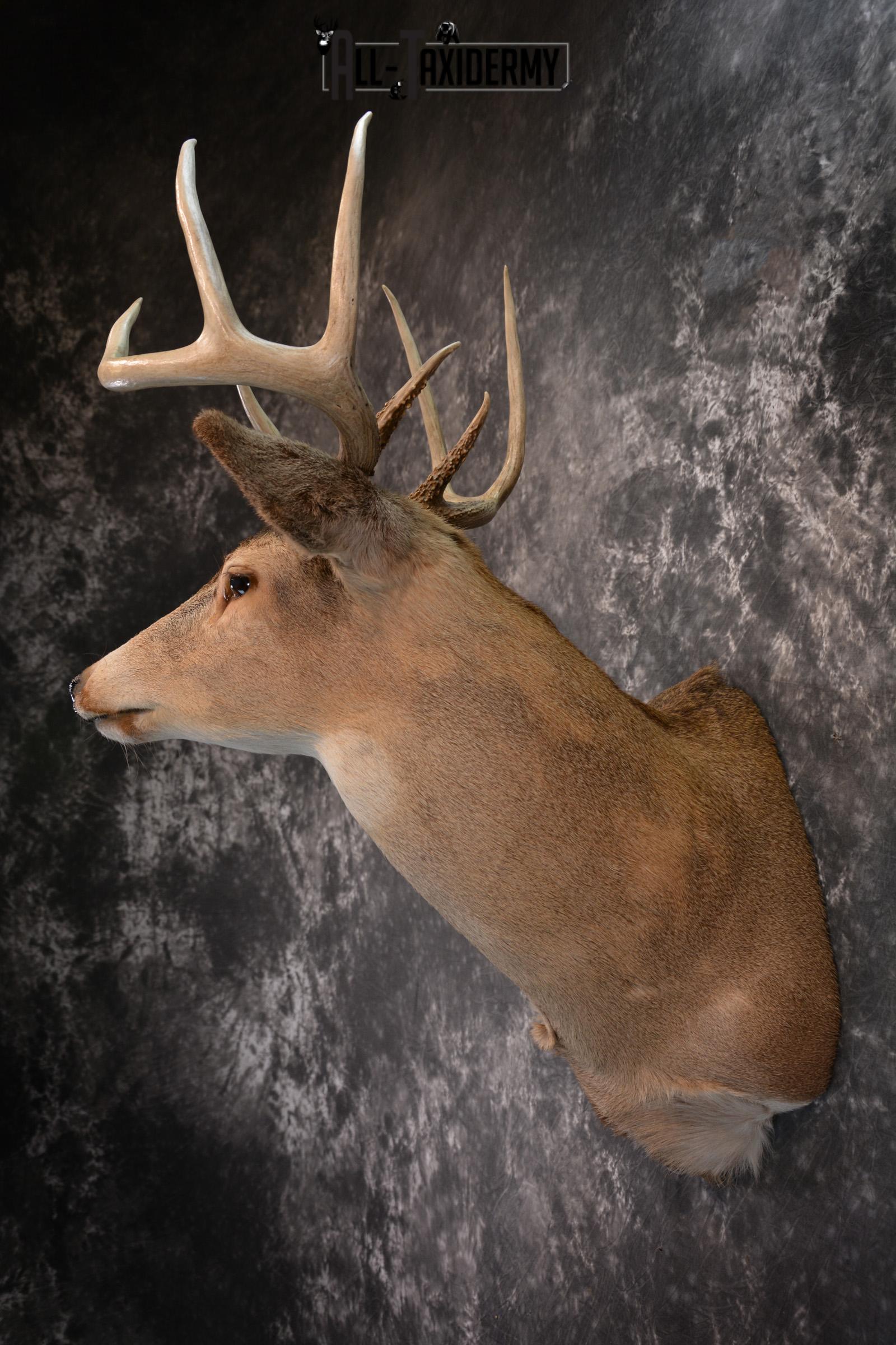 Whitetail Taxidermy Shoulder Mount SKU 1436 - Image 7