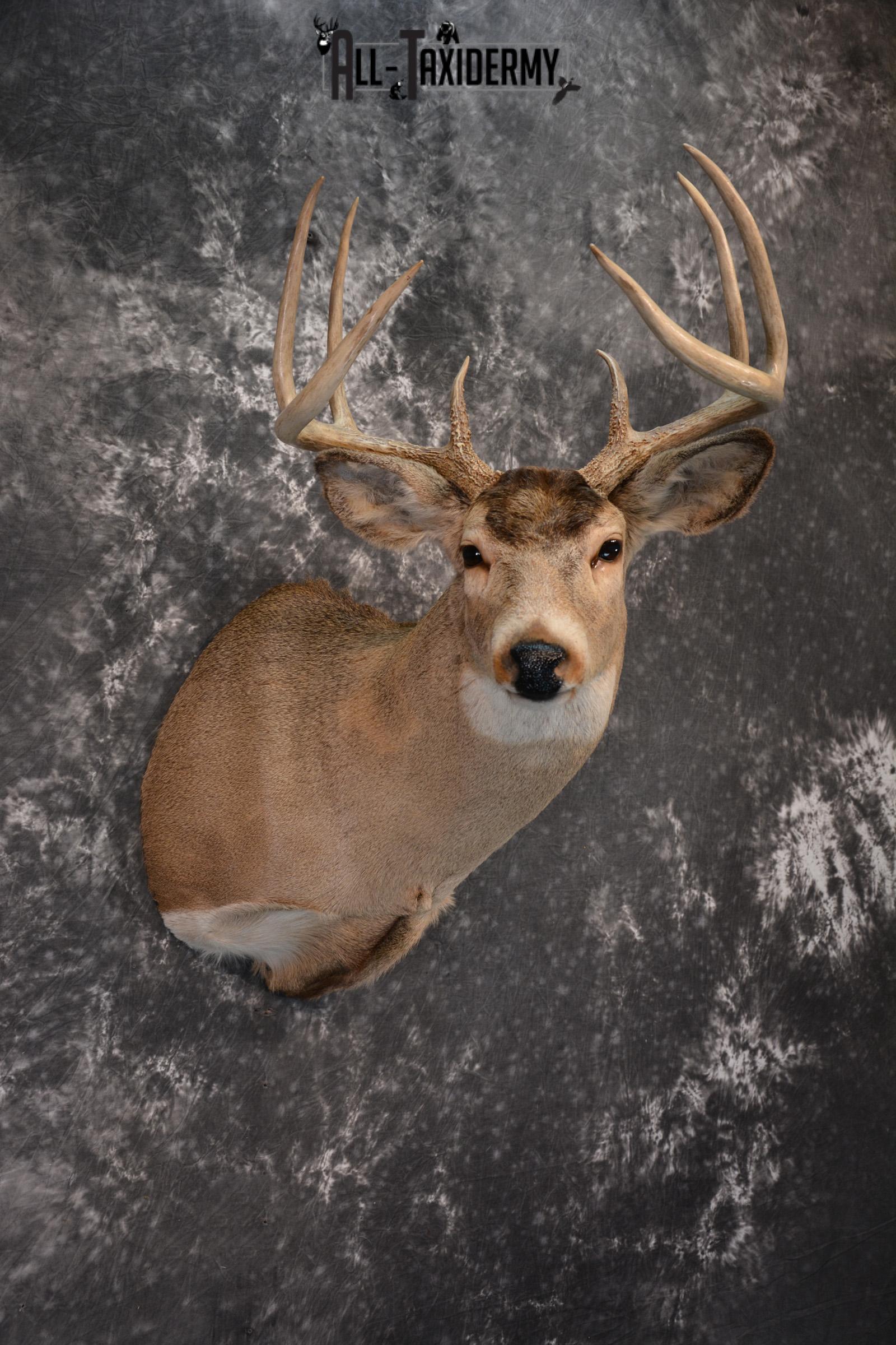 Whitetail Taxidermy Shoulder Mount SKU 1436 - Image 6