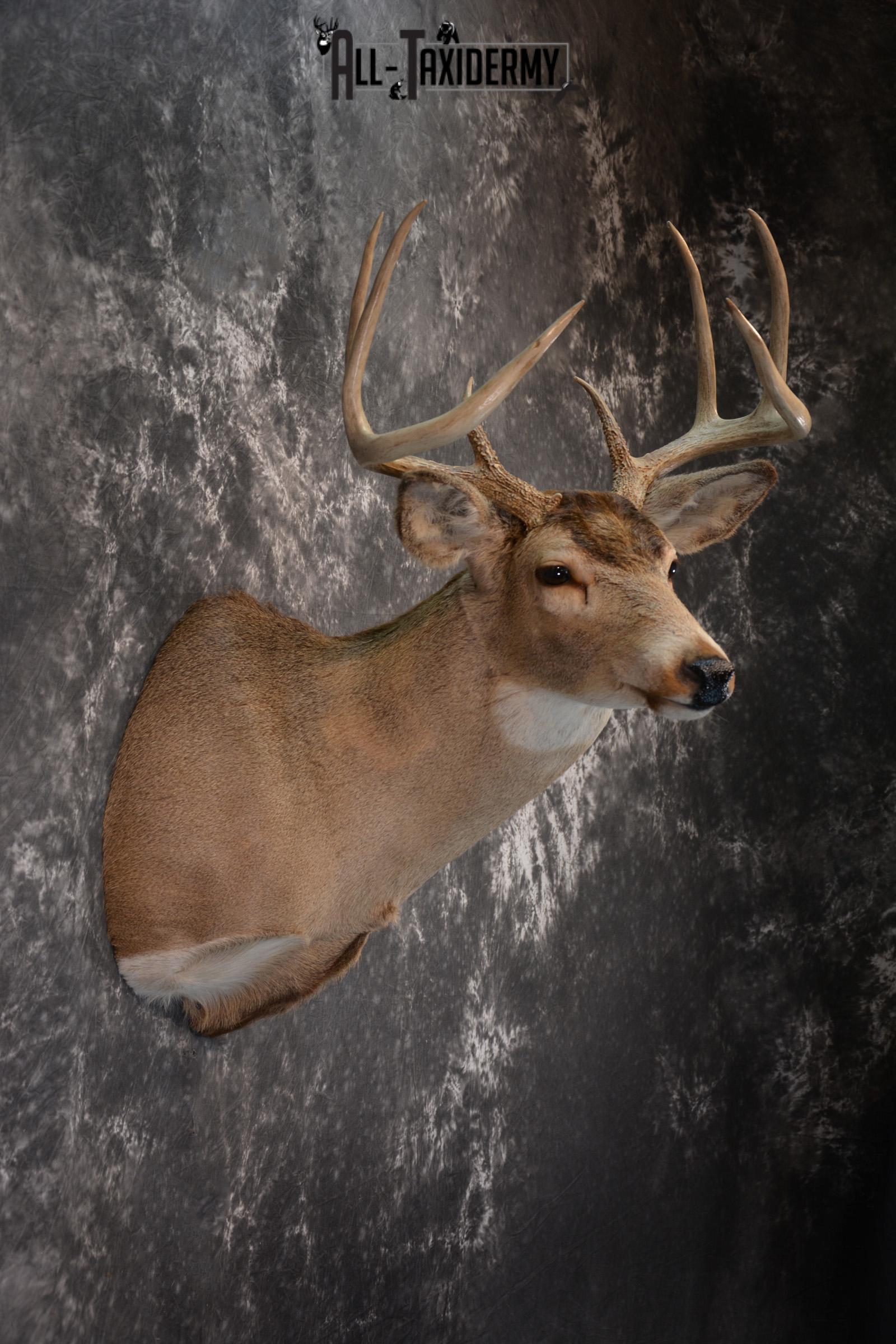 Whitetail Taxidermy Shoulder Mount SKU 1436 - Image 5