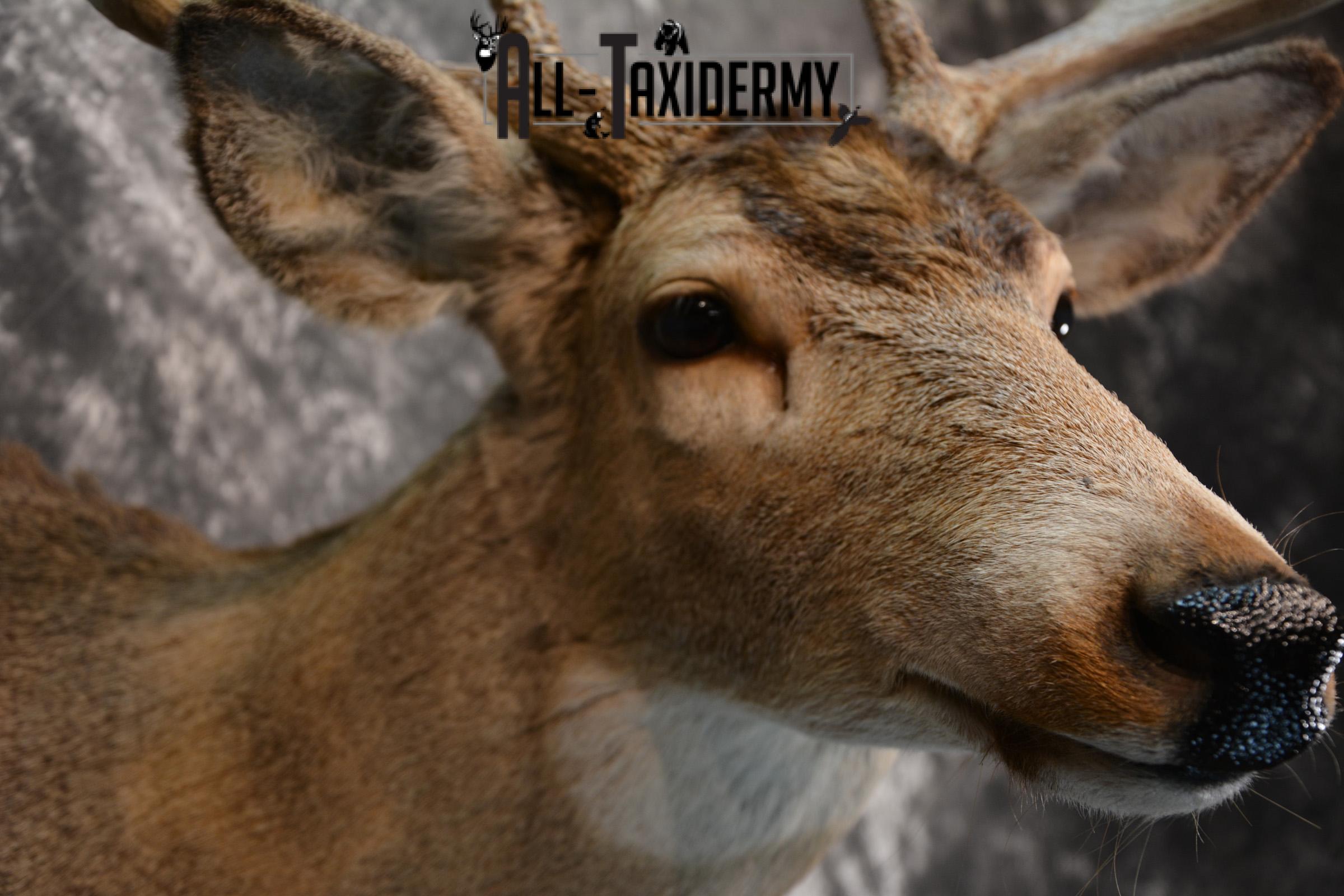 Whitetail Taxidermy Shoulder Mount SKU 1436 - Image 4