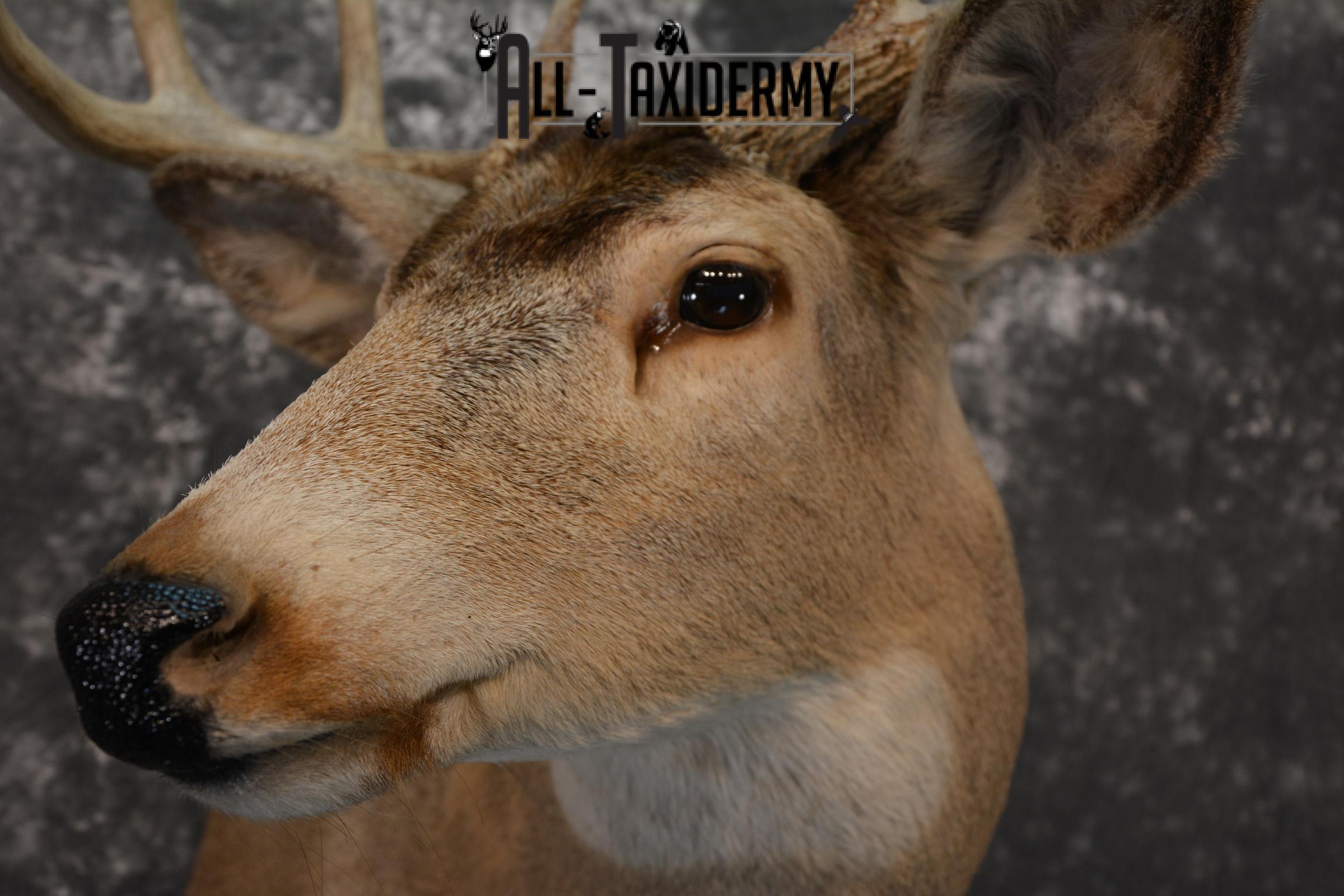 Whitetail Taxidermy Shoulder Mount SKU 1436 - Image 3