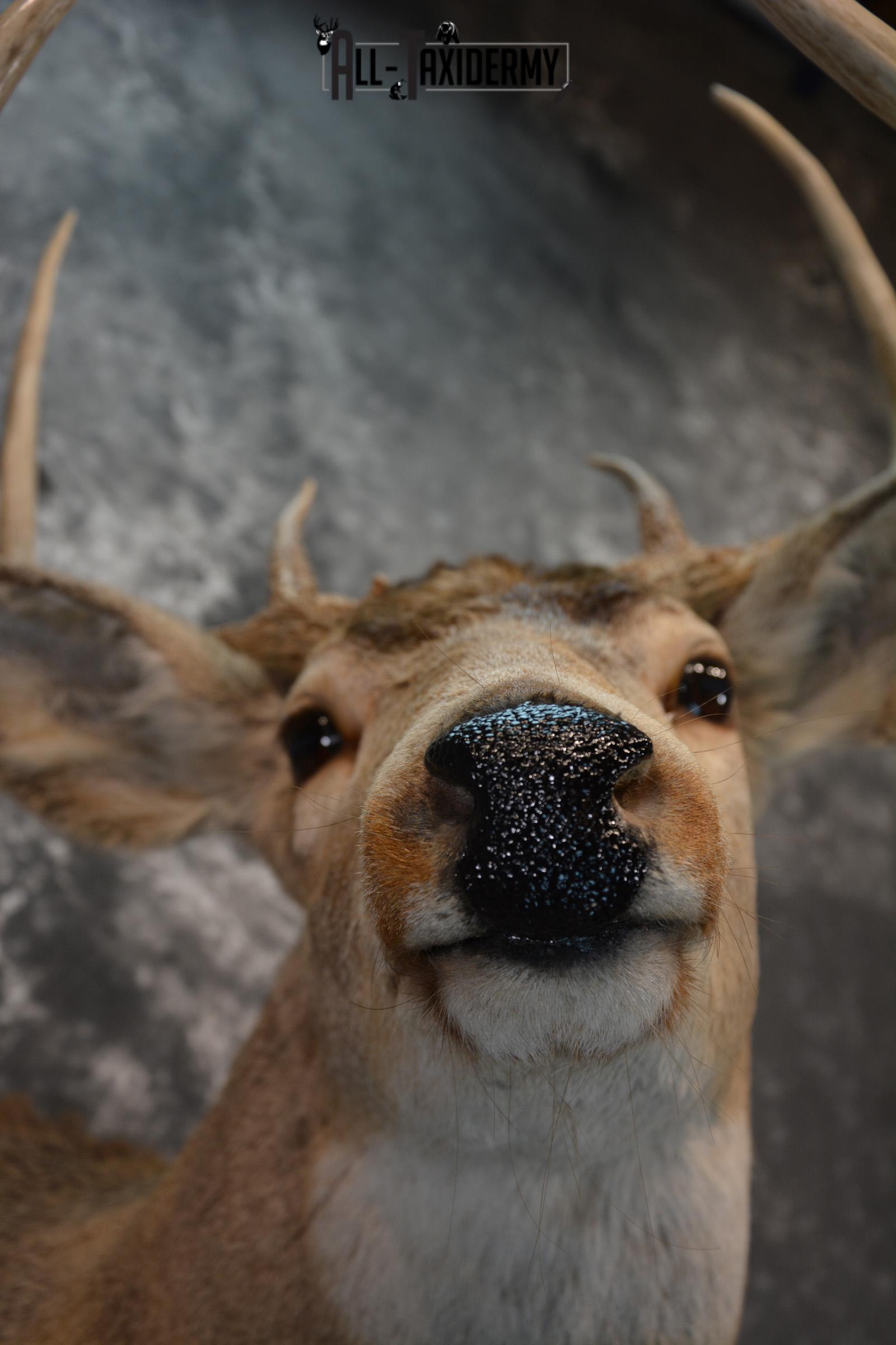 Whitetail Taxidermy Shoulder Mount SKU 1436 - Image 2