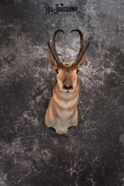 Pronghorn Antelope Taxidermy Shoulder Mount SKU 1434