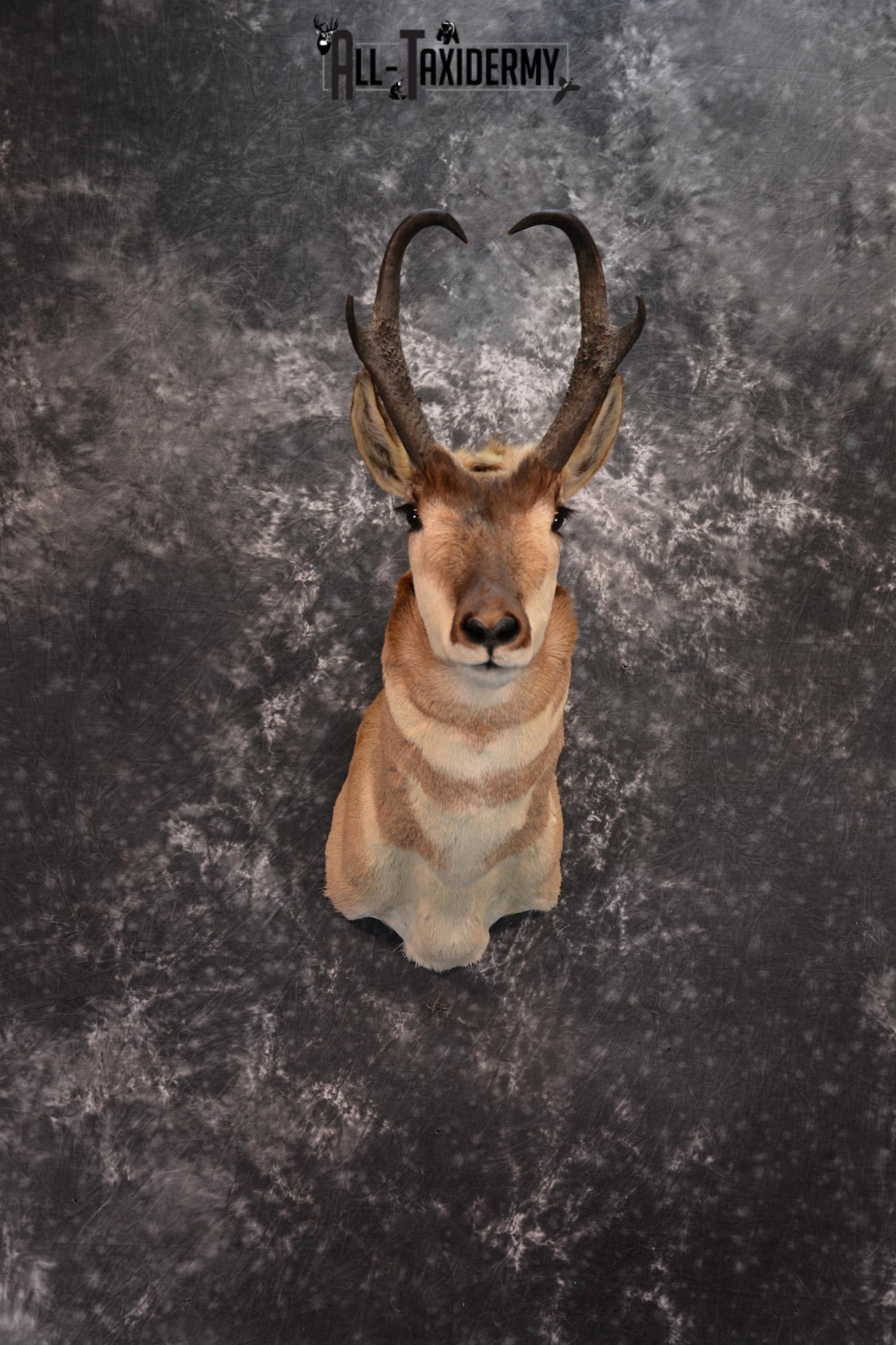 Pronghorn Antelope Taxidermy Shoulder Mount SKU 1434