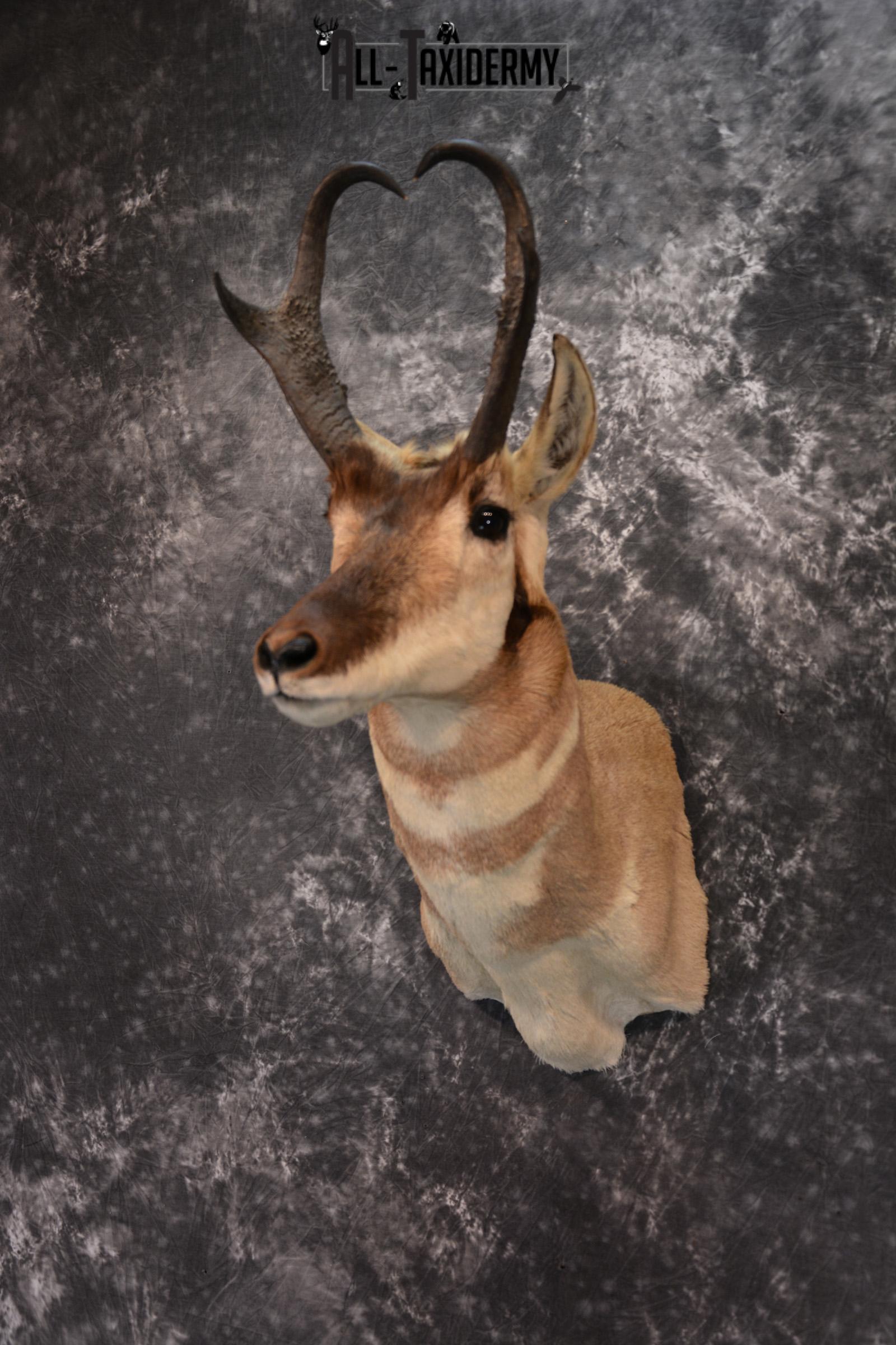 Pronghorn Antelope Taxidermy Shoulder Mount SKU 1434 - Image 7