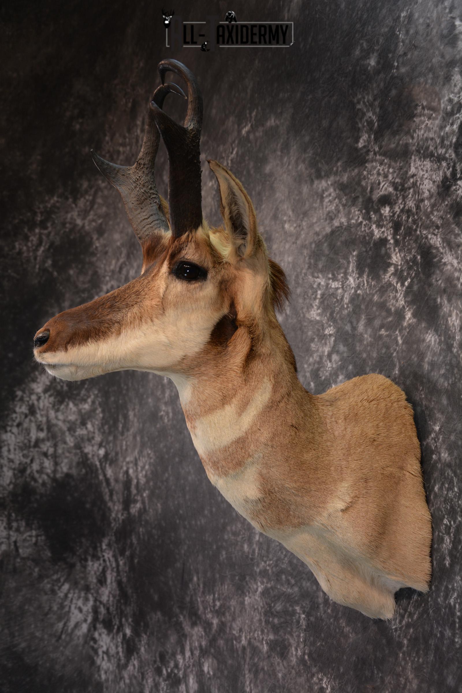 Pronghorn Antelope Taxidermy Shoulder Mount SKU 1434 - Image 6