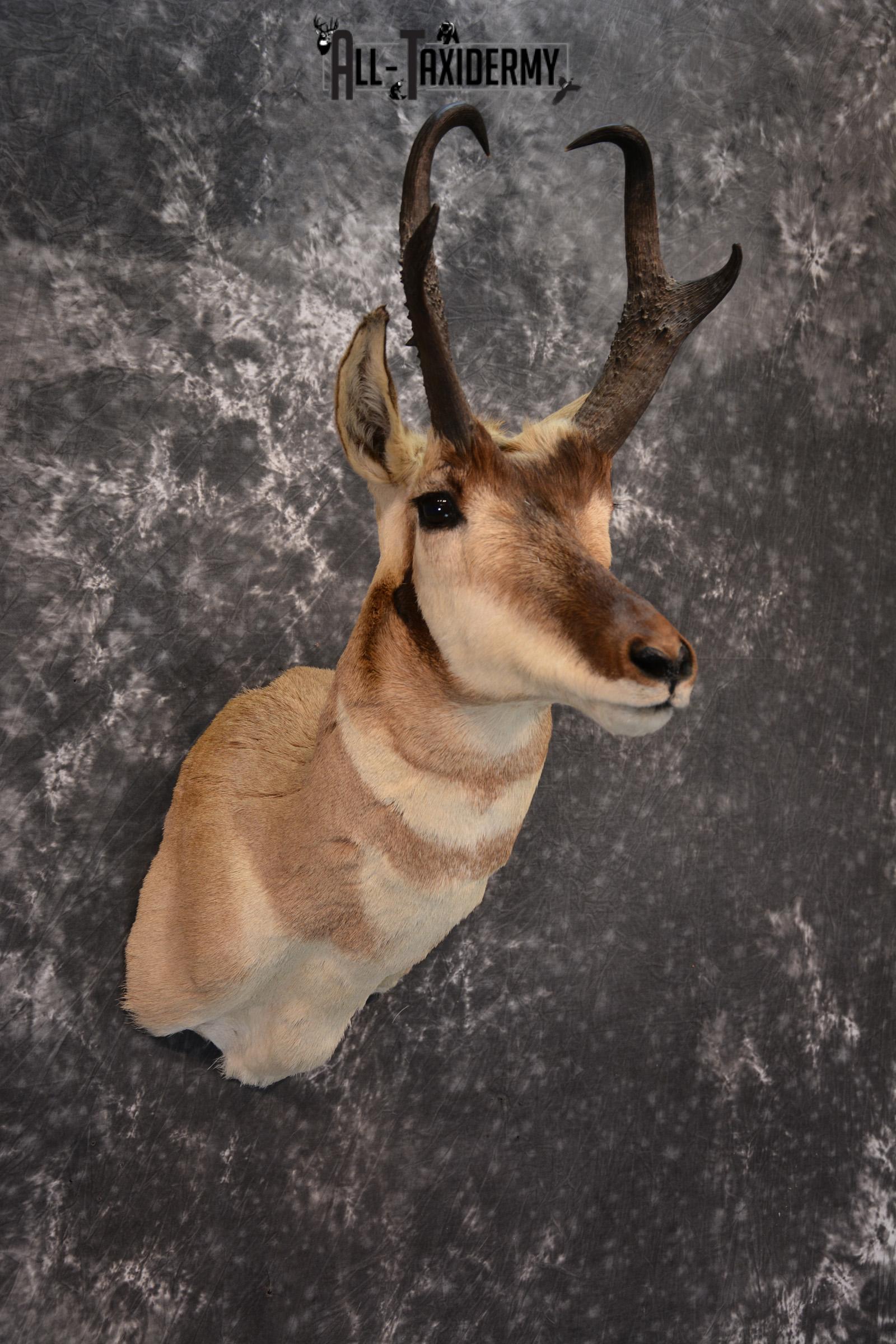 Pronghorn Antelope Taxidermy Shoulder Mount SKU 1434 - Image 5