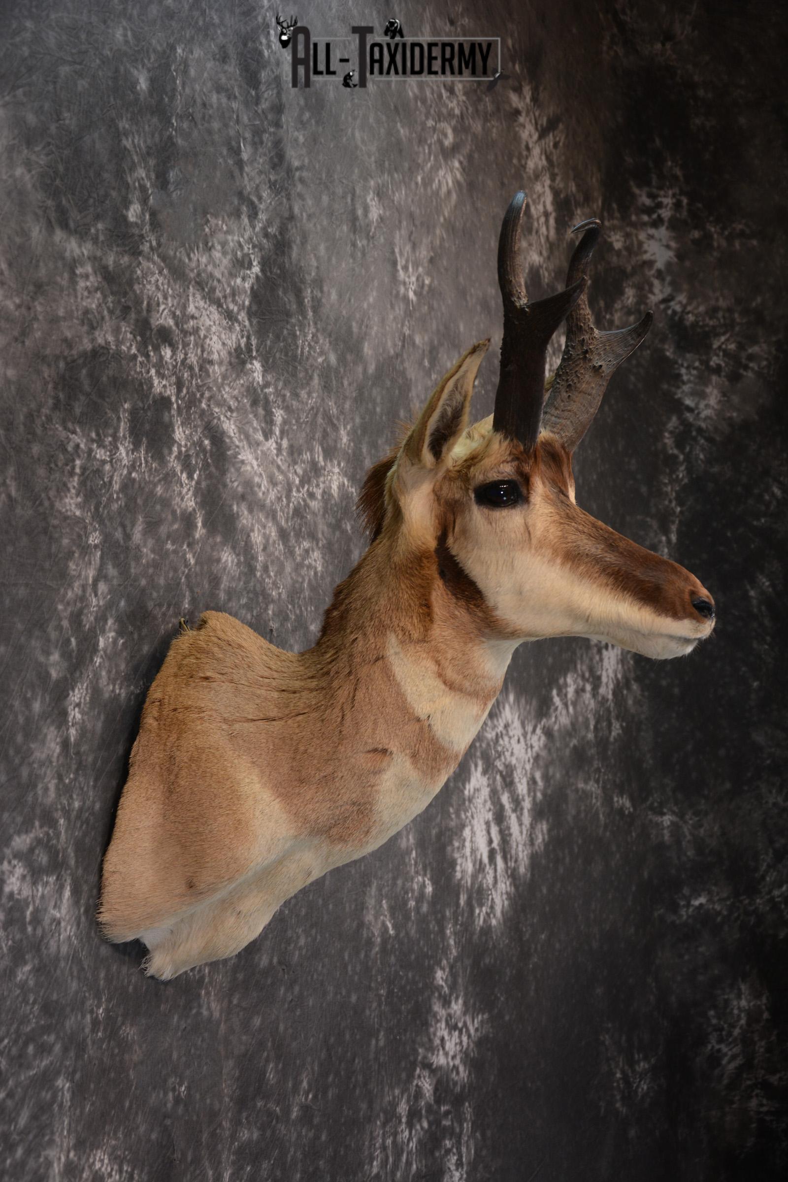 Pronghorn Antelope Taxidermy Shoulder Mount SKU 1434 - Image 4