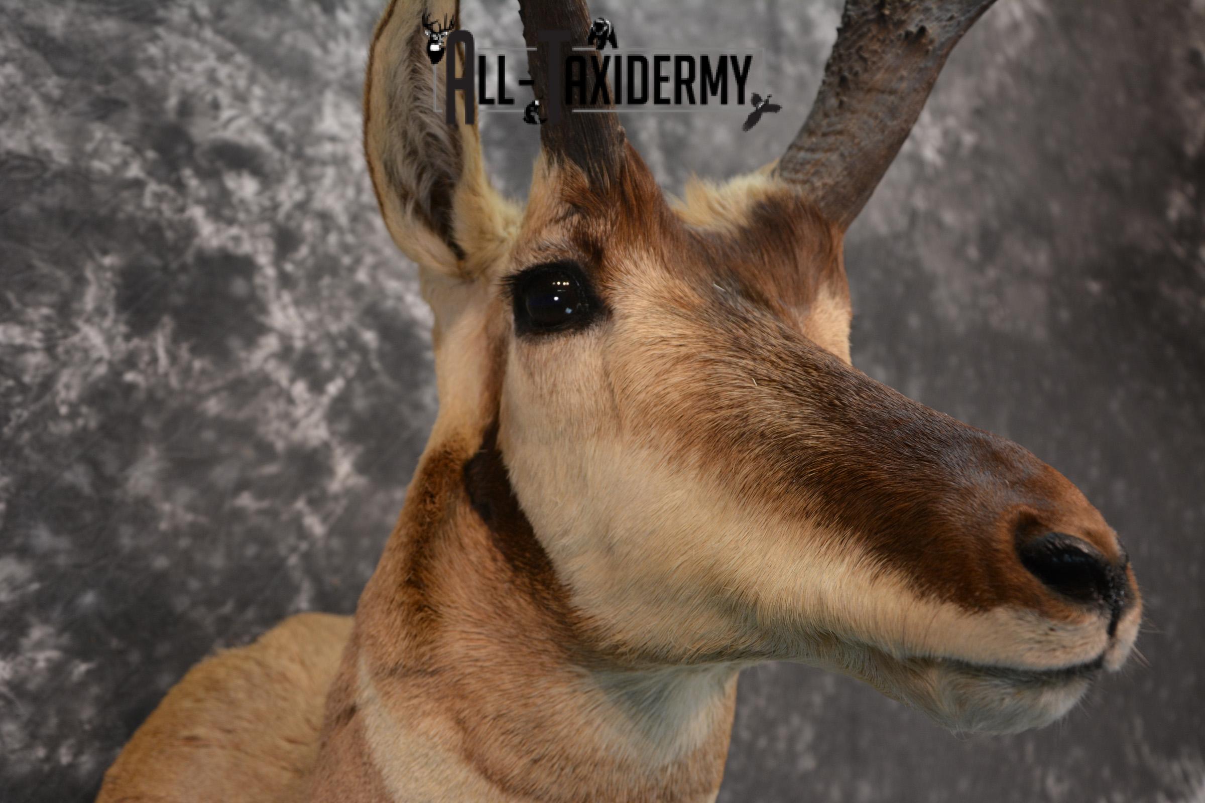 Pronghorn Antelope Taxidermy Shoulder Mount SKU 1434 - Image 3