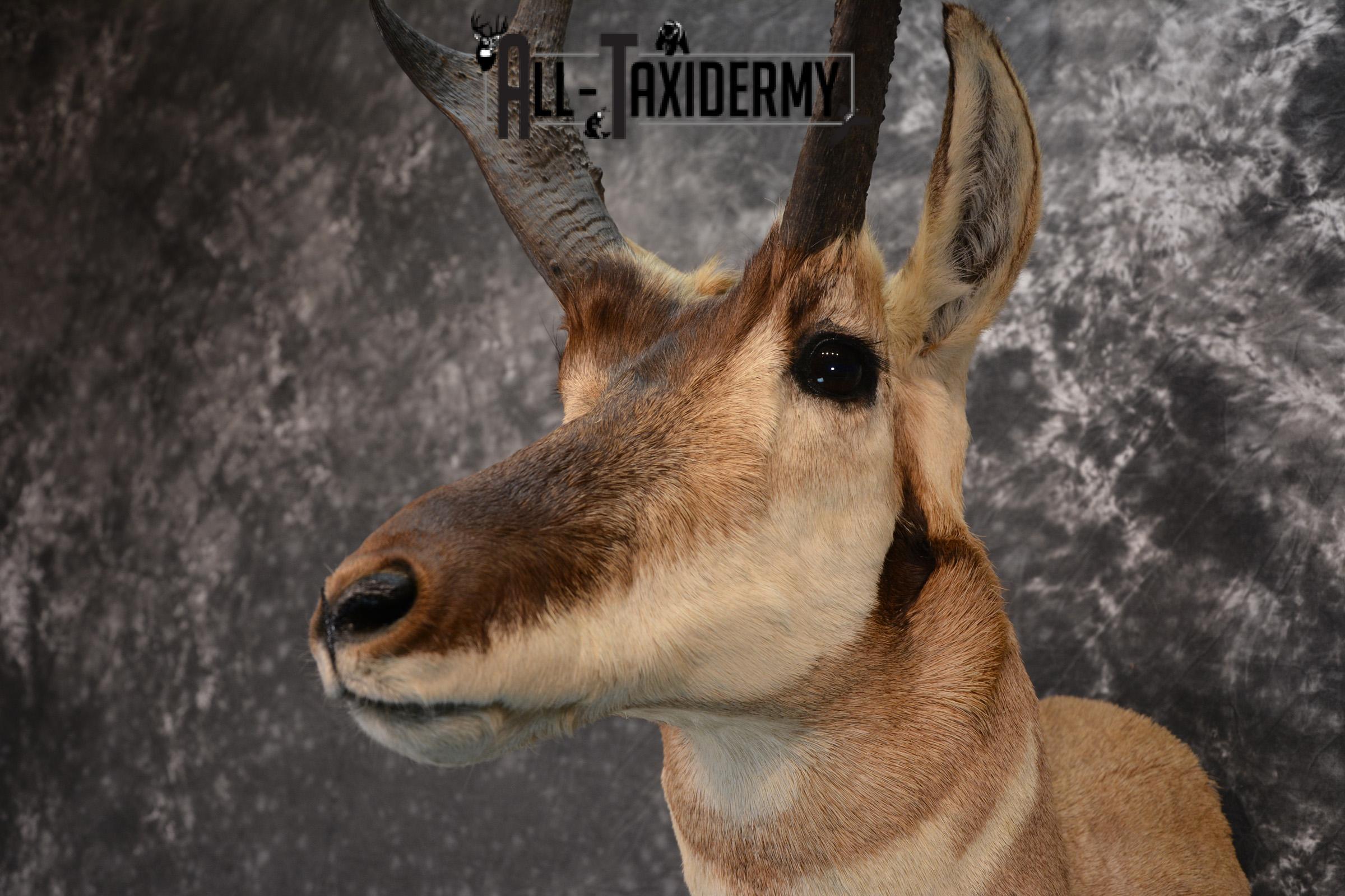 Pronghorn Antelope Taxidermy Shoulder Mount SKU 1434 - Image 2