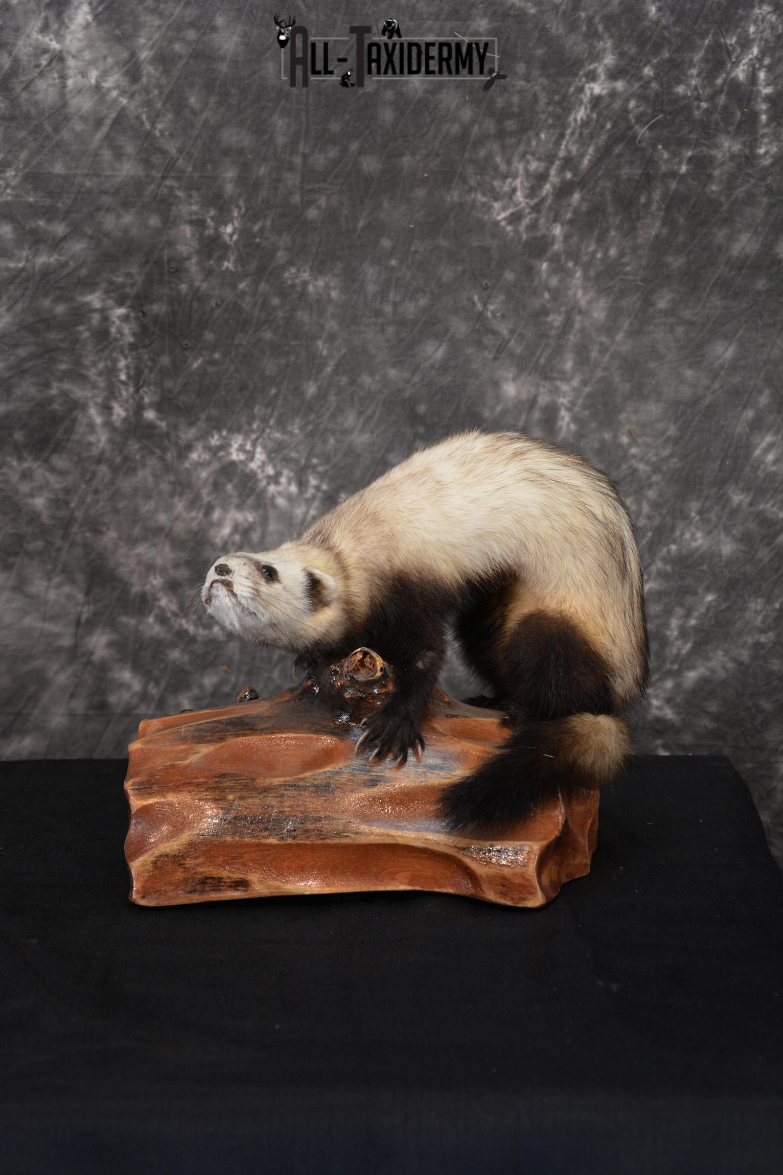 Polecat Taxidermy mount SKU 1431 weasel