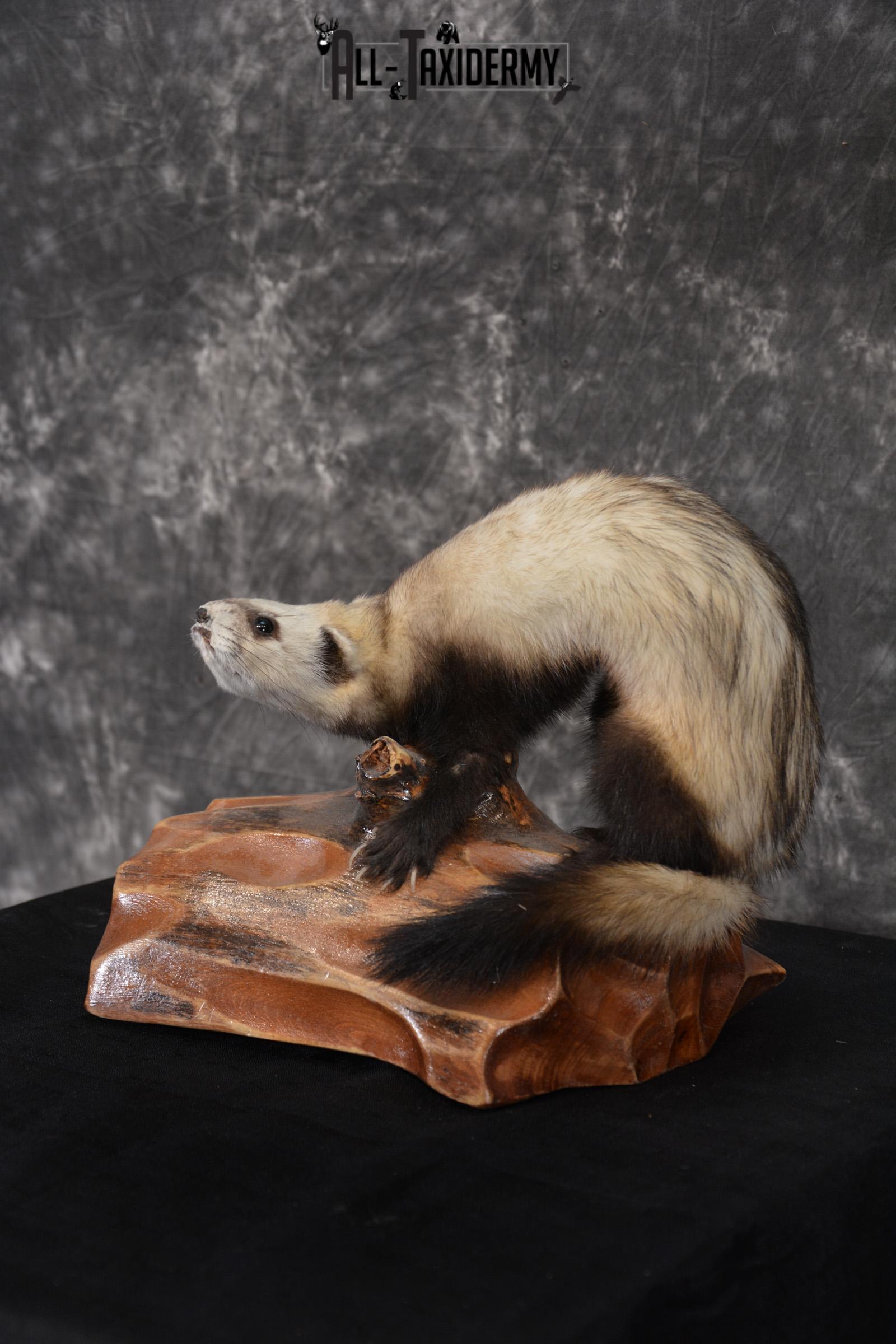 Polecat Taxidermy mount SKU 1431 weasel - Image 5