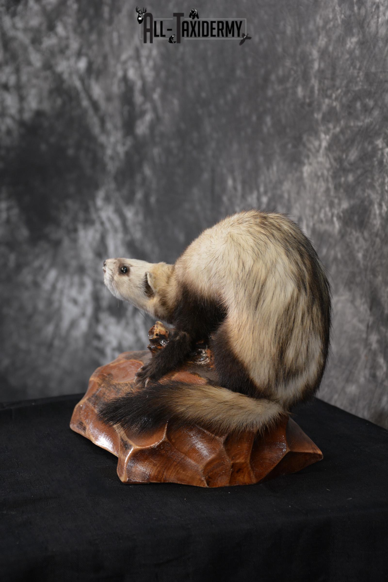 Polecat Taxidermy mount SKU 1431 weasel - Image 4