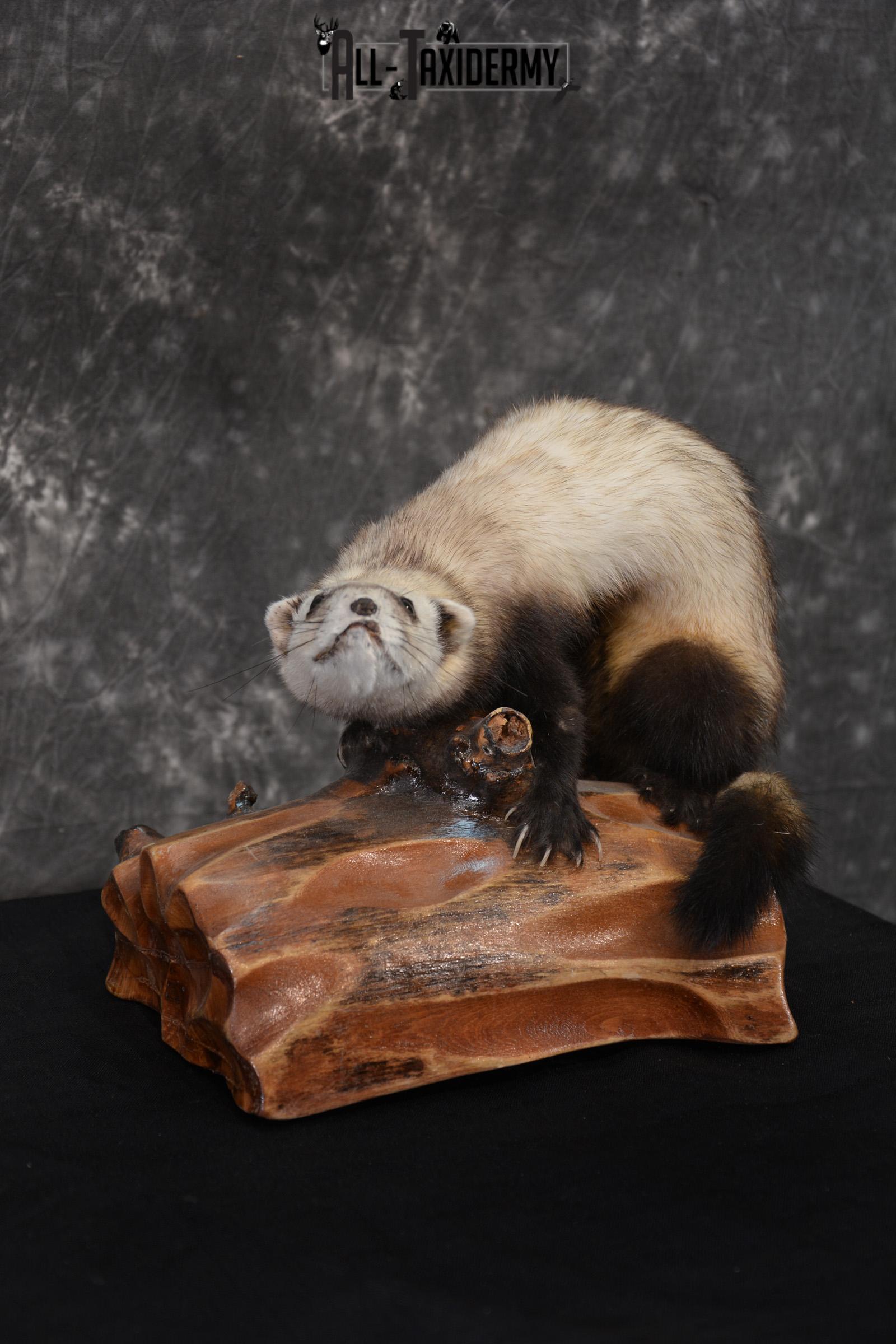 Polecat Taxidermy mount SKU 1431 weasel - Image 3