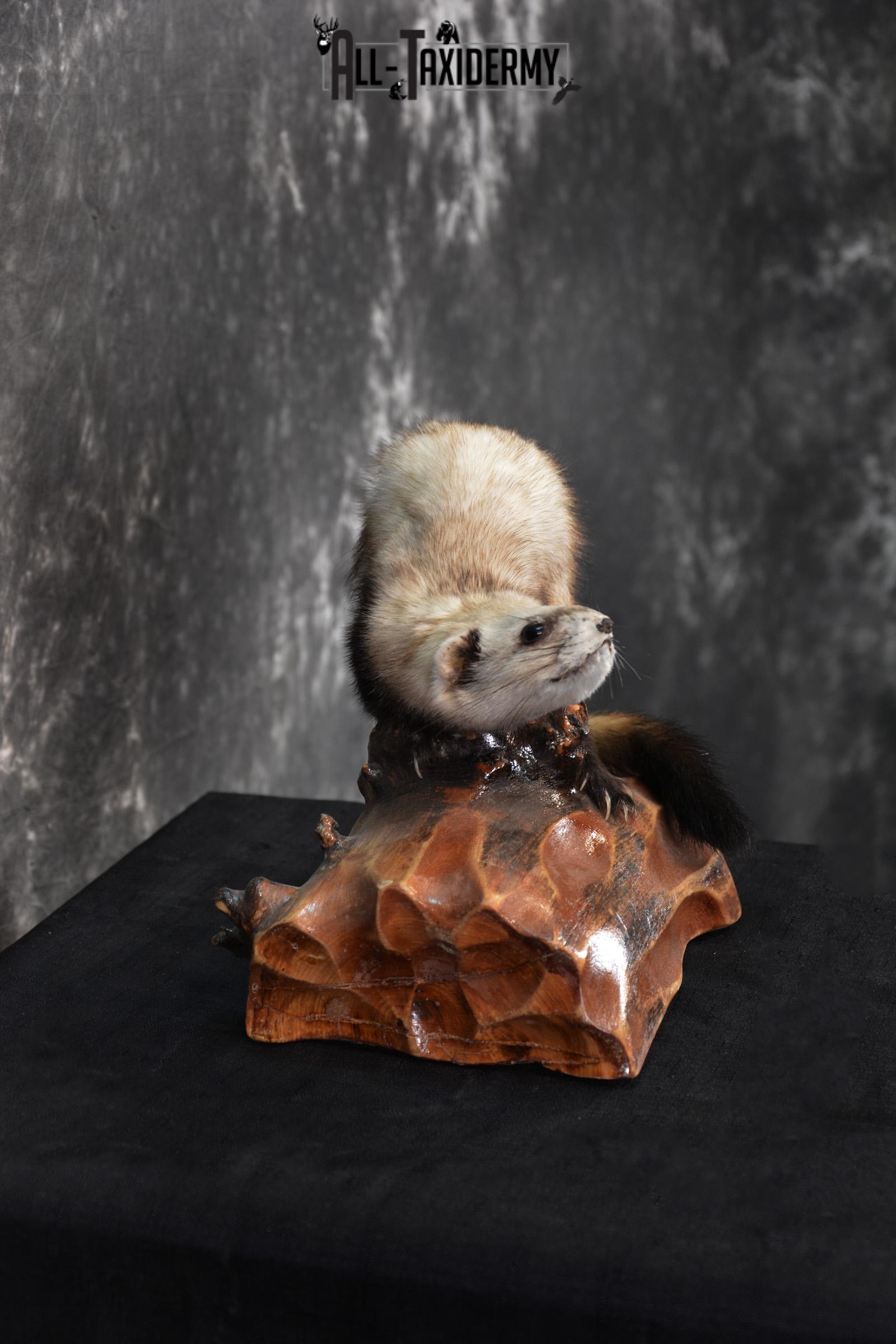 Polecat Taxidermy mount SKU 1431 weasel - Image 2