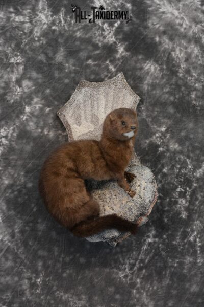 European Mink Taxidermy Mount SKU 1430
