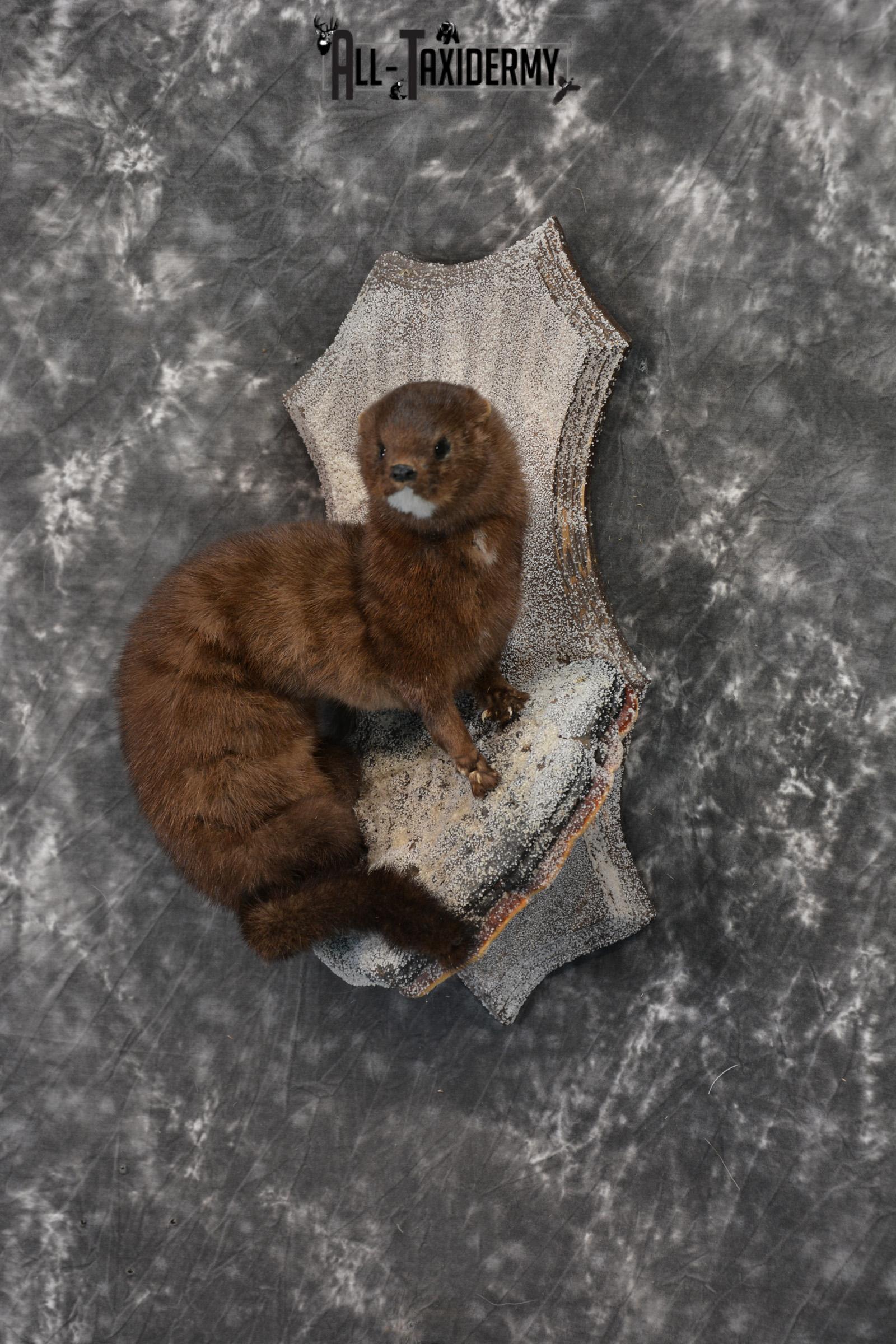 European Mink Taxidermy Mount SKU 1430 - Image 5