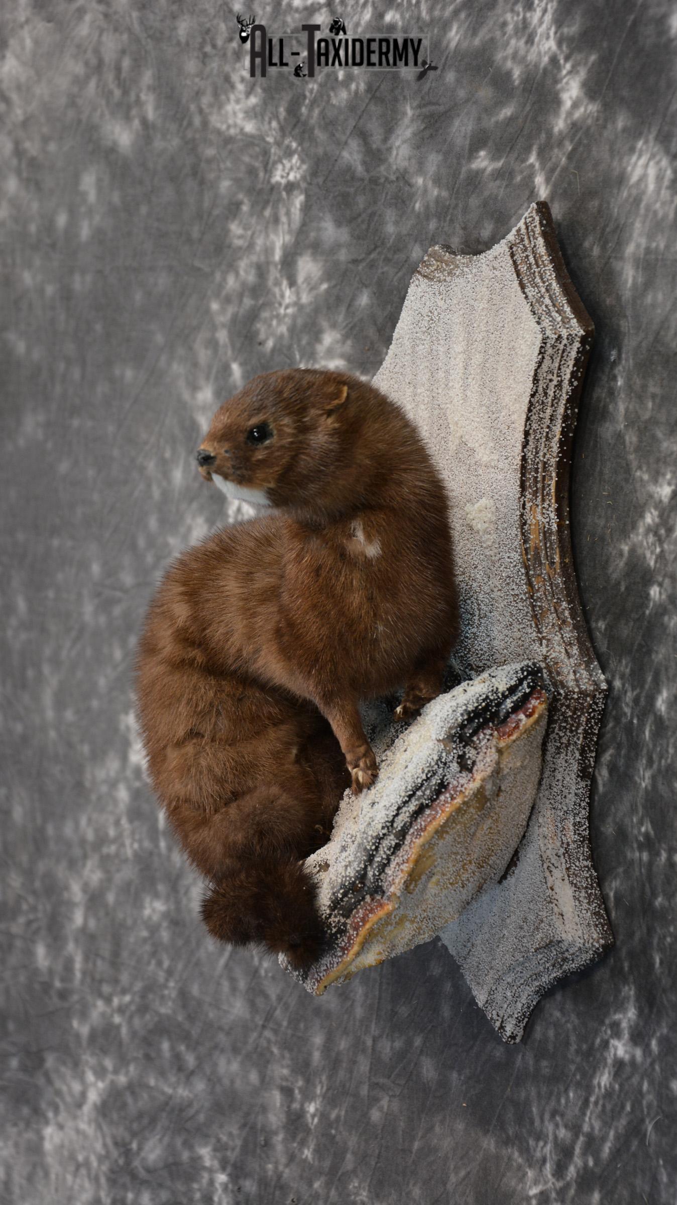European Mink Taxidermy Mount SKU 1430 - Image 4