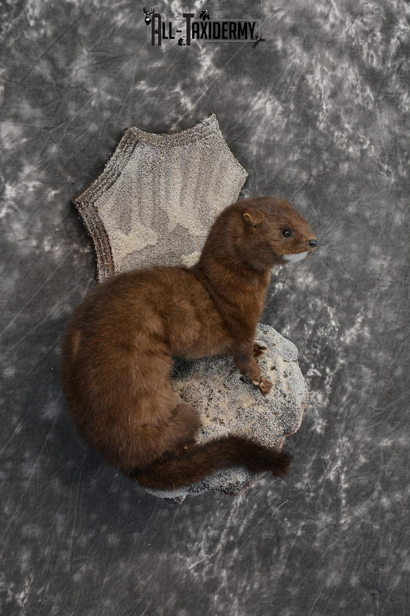 European Mink Taxidermy Mount SKU 1430 All Taxidermy