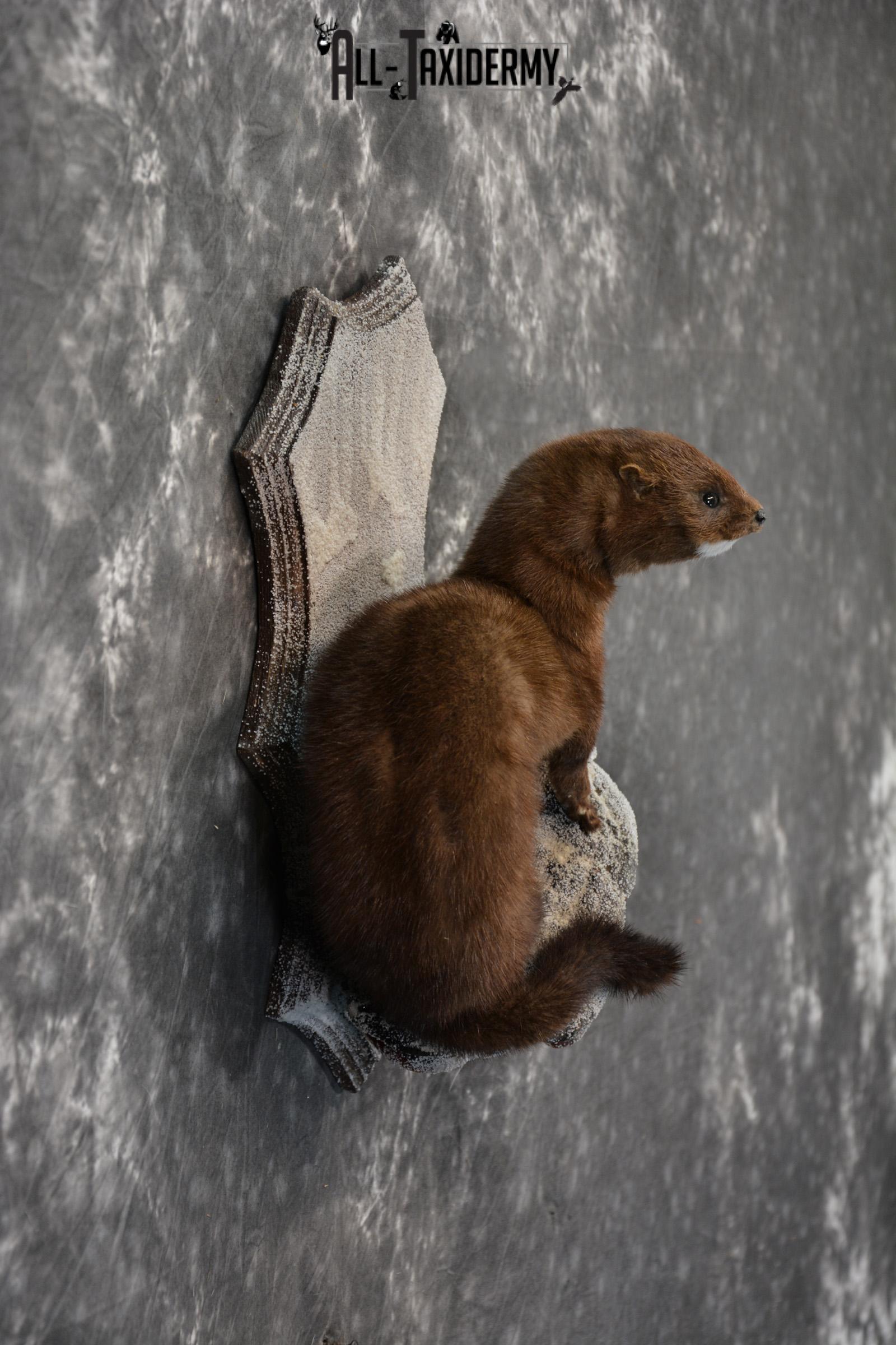 European Mink Taxidermy Mount SKU 1430 - Image 2