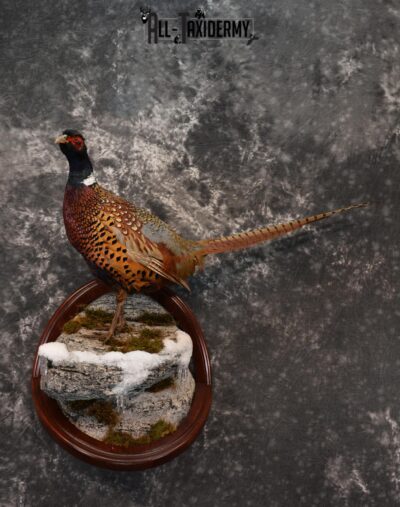 Pheasant Taxidermy Mount SKU 1433