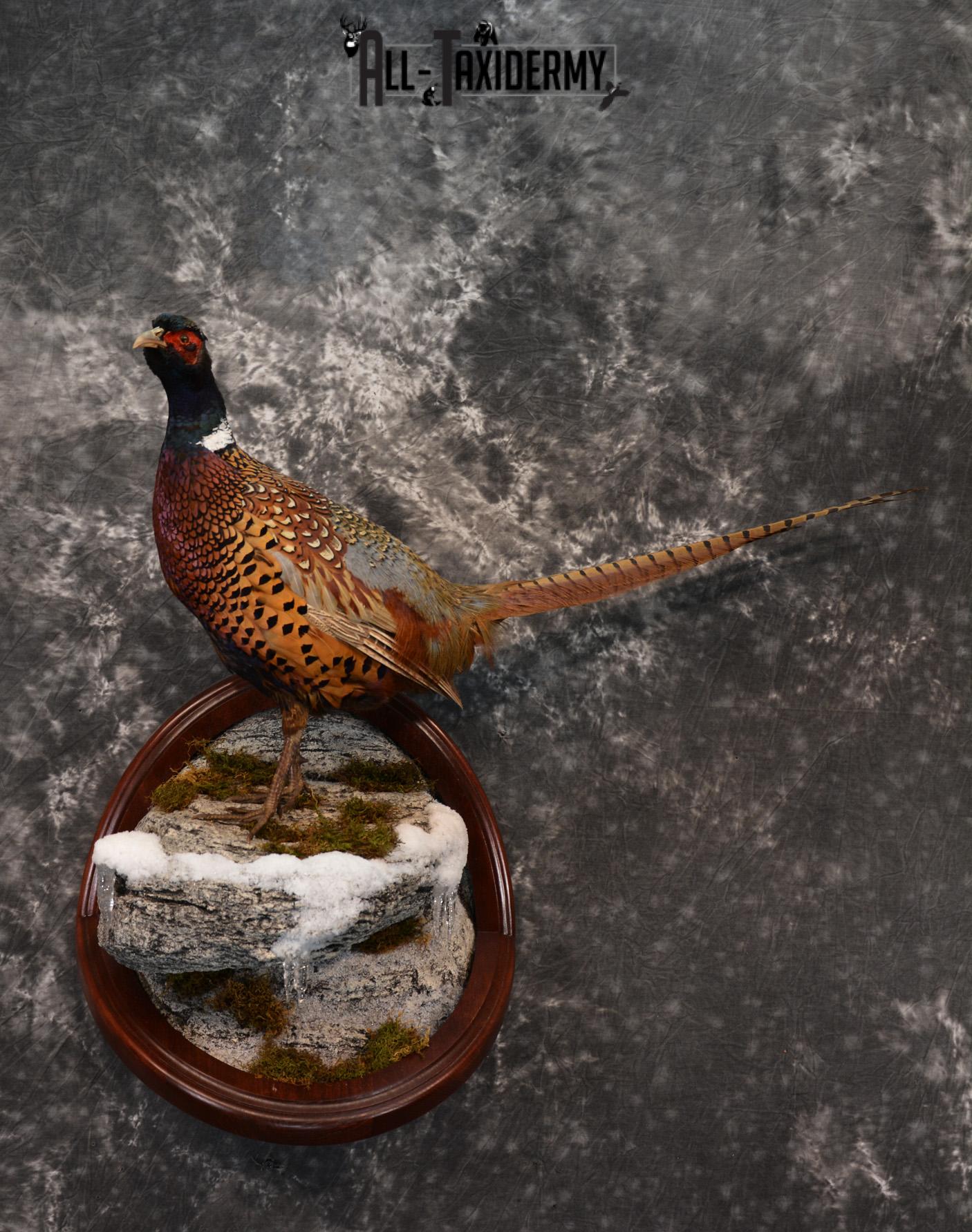 Pheasant Taxidermy Mount SKU 1433