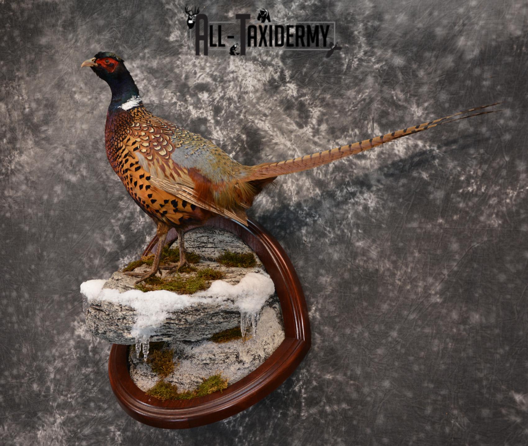 Pheasant Taxidermy Mount SKU 1433 - Image 7