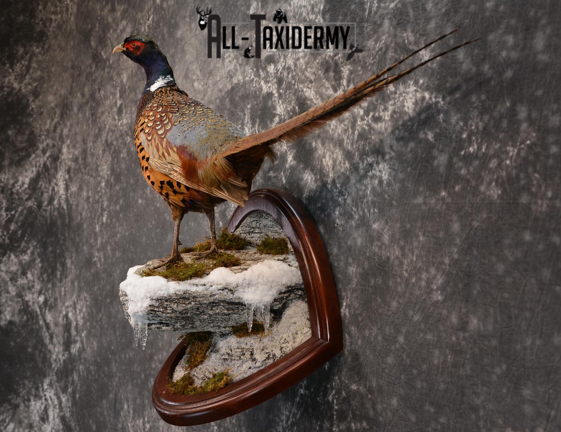 Pheasant Taxidermy Mount SKU 1433 - Image 6