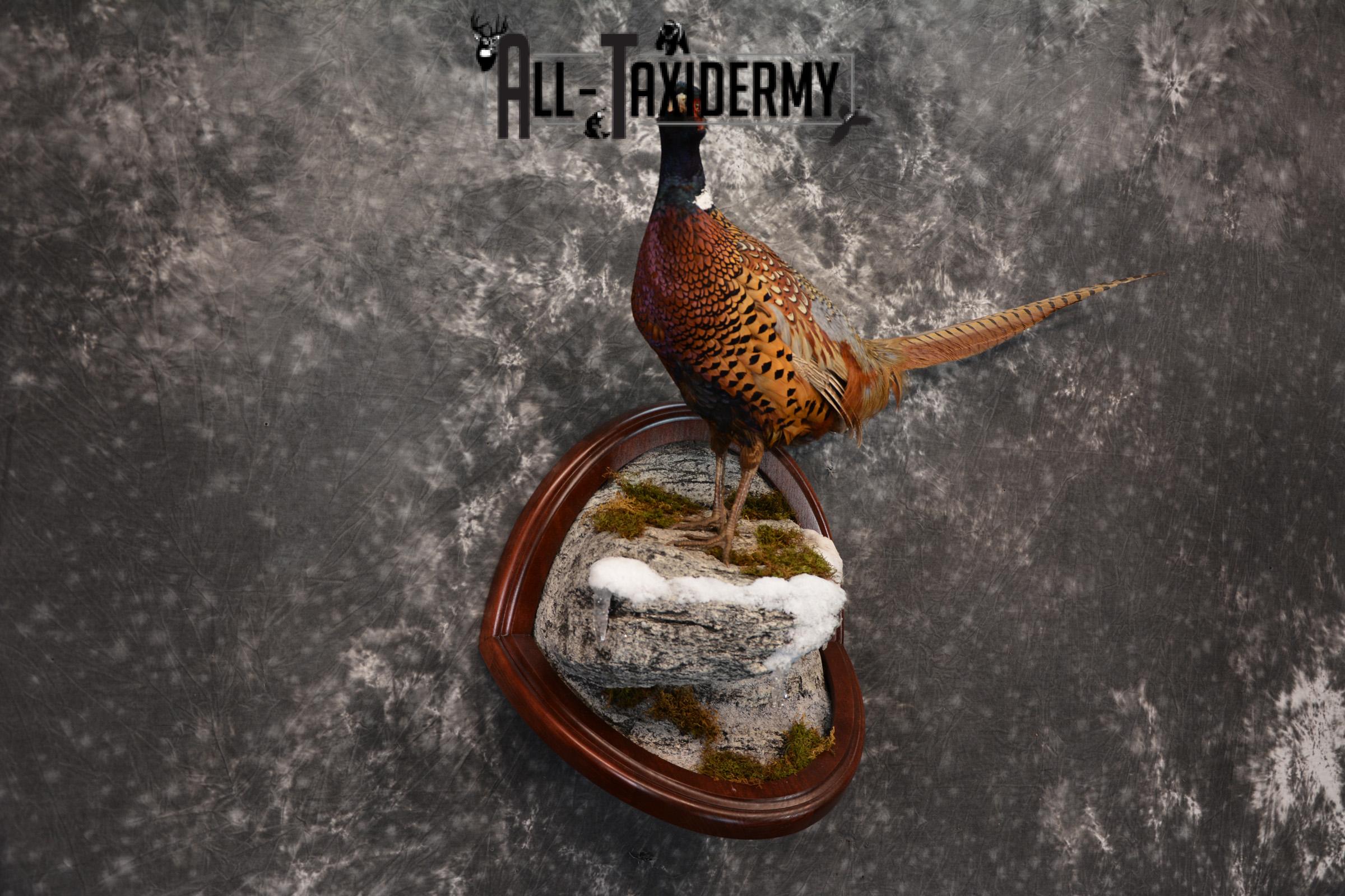 Pheasant Taxidermy Mount SKU 1433 - Image 5