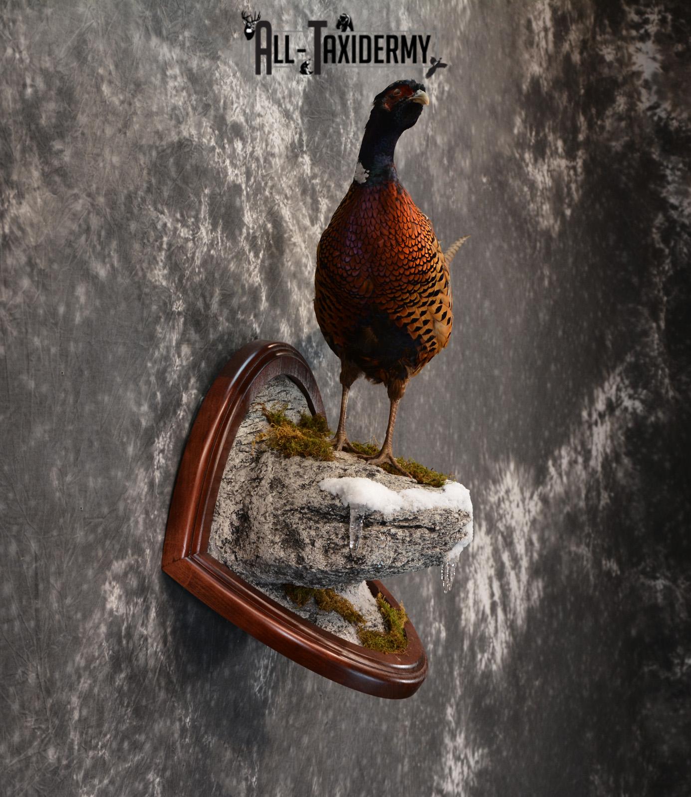 Pheasant Taxidermy Mount SKU 1433 - Image 4