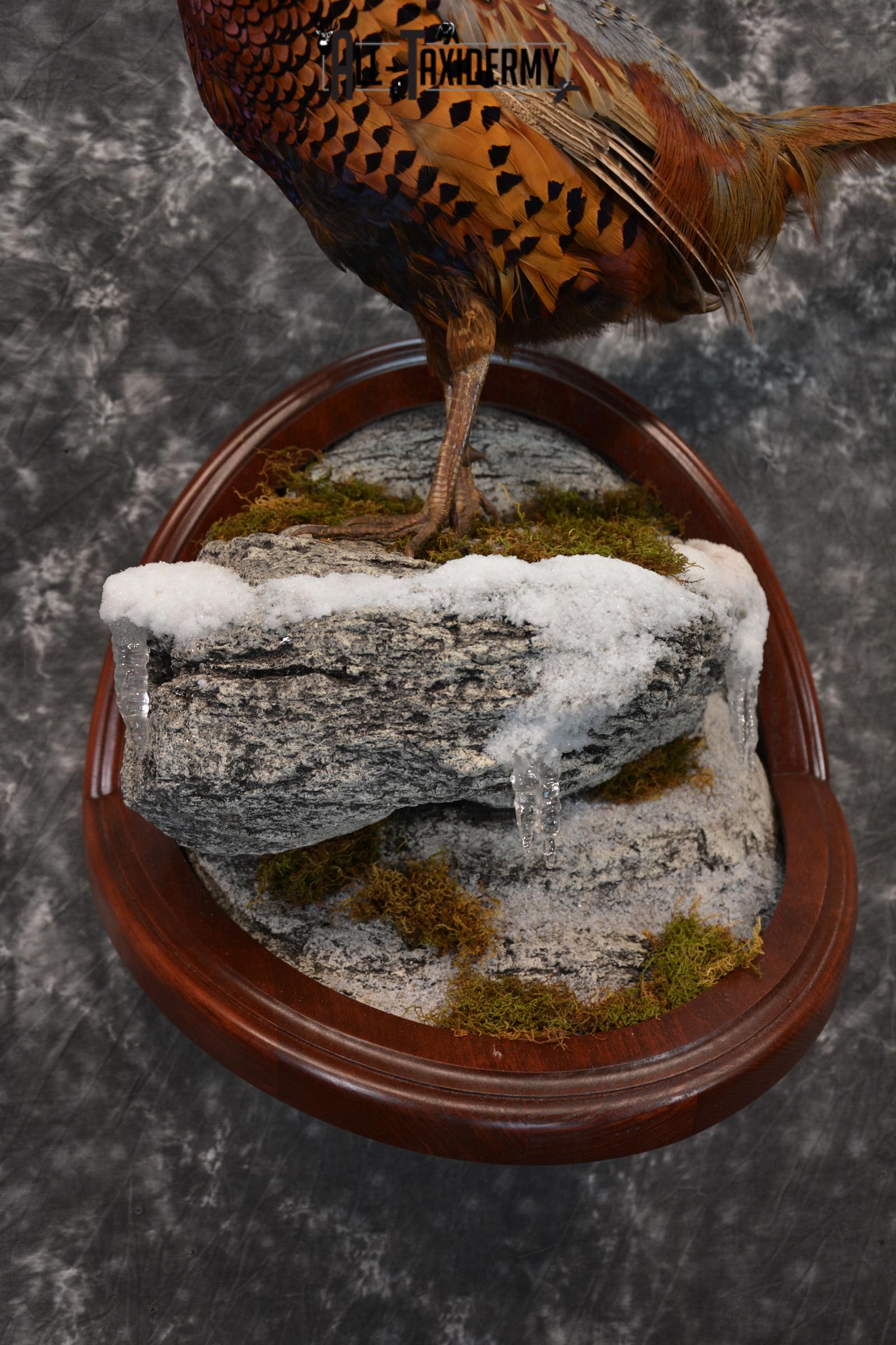 Pheasant Taxidermy Mount SKU 1433 - Image 3