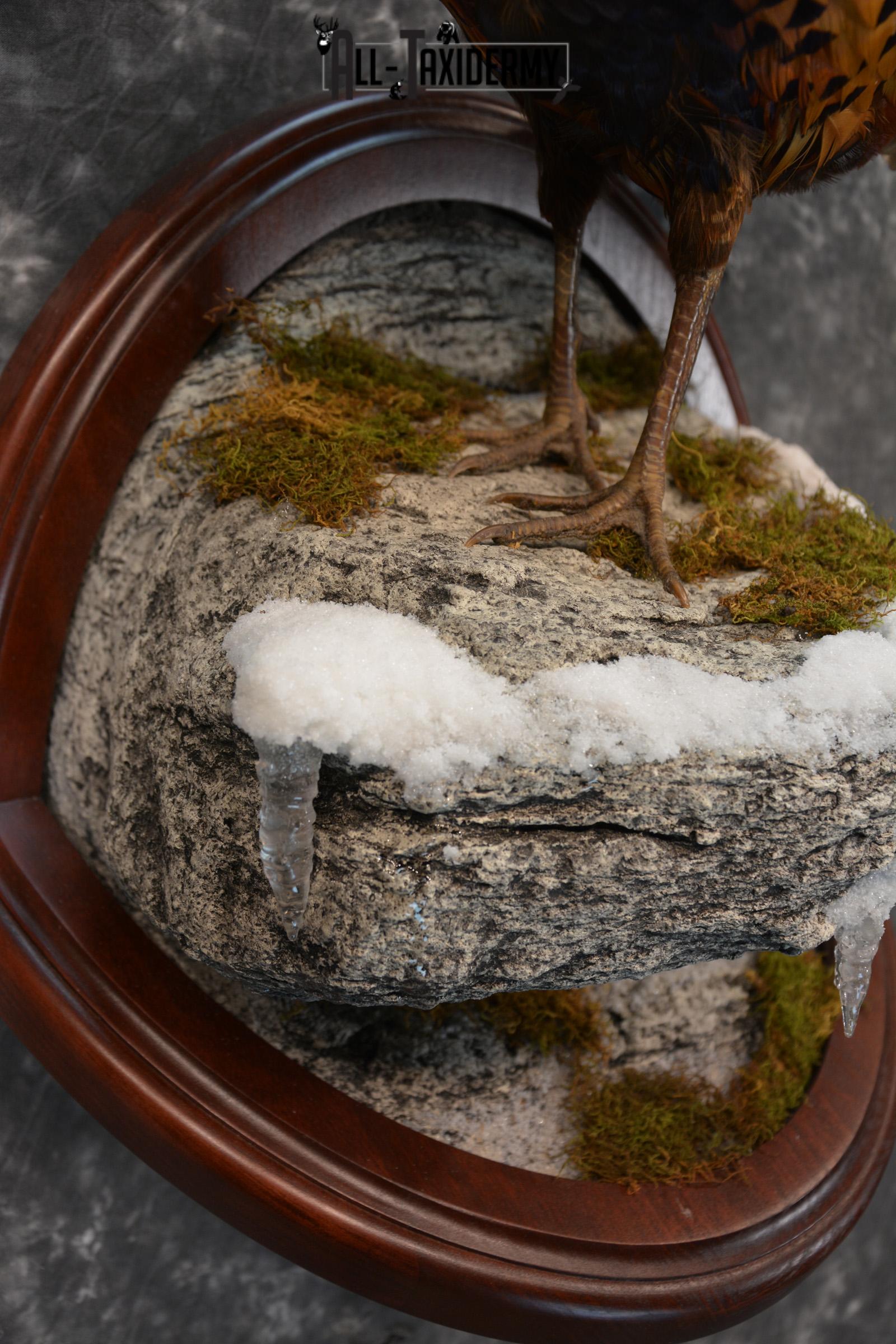 Pheasant Taxidermy Mount SKU 1433 - Image 2