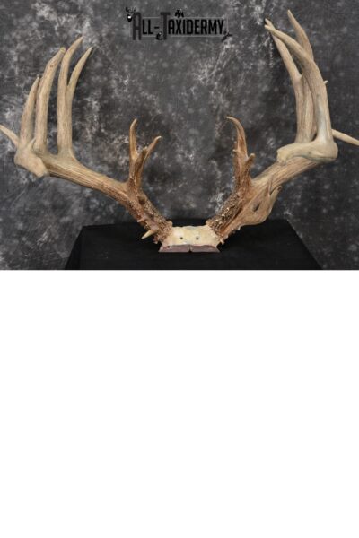 Whitetail Wild Taxidermy Skull Plate Trophy Score 242 5/8 SKU 1072