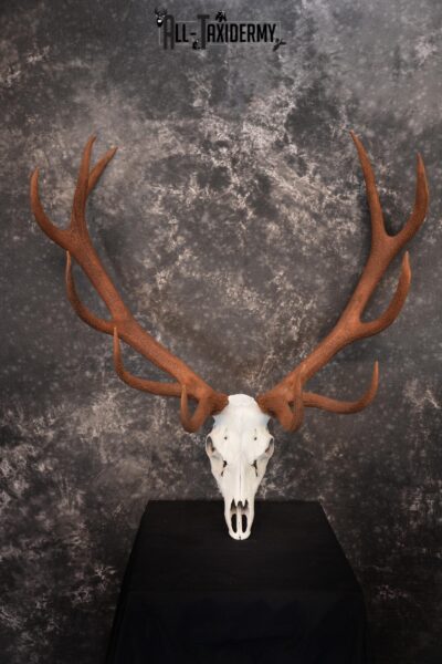 Red Stag European skull taxidermy mount SKU 1438