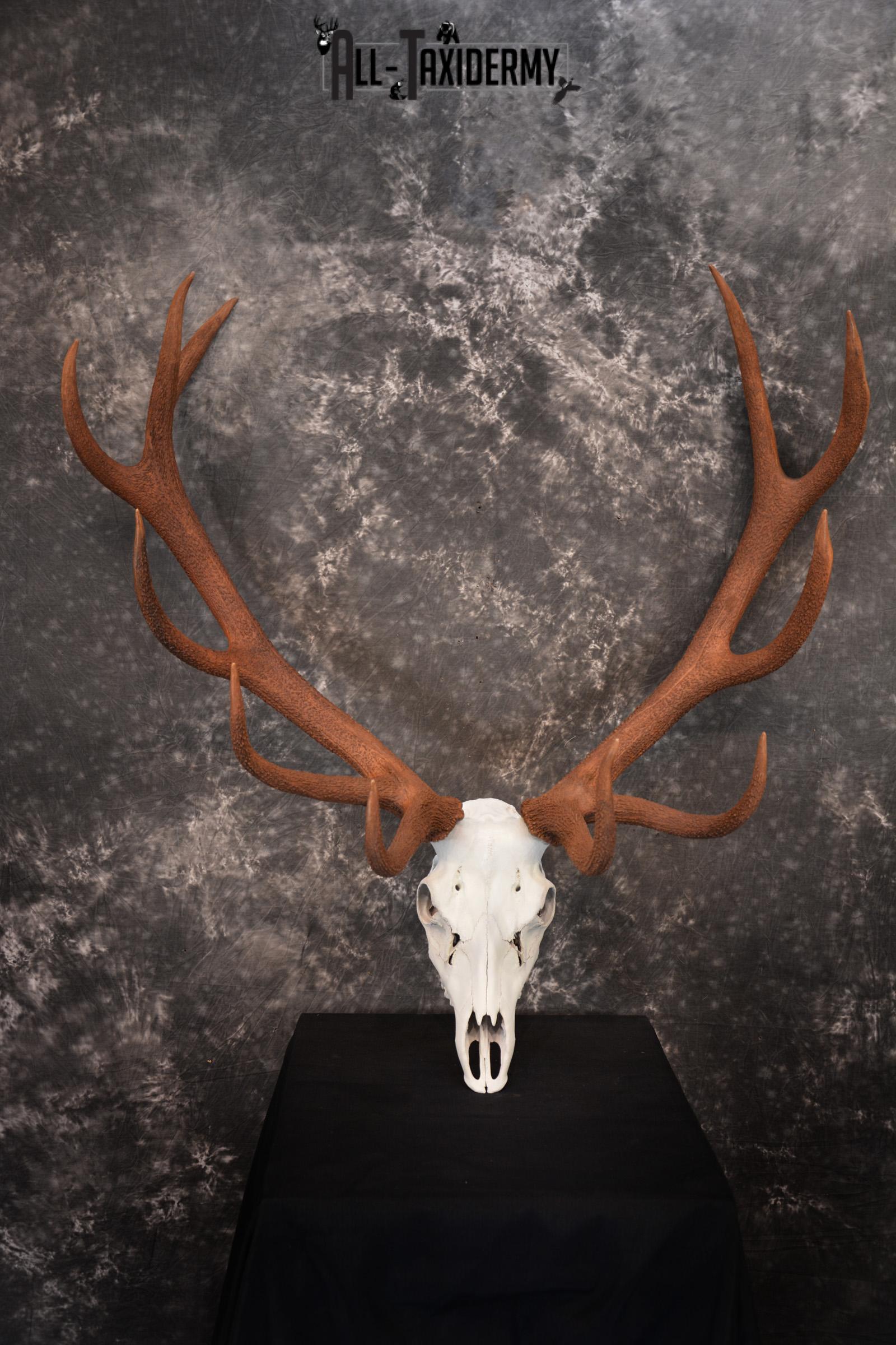 Red Stag European skull taxidermy mount SKU 1438