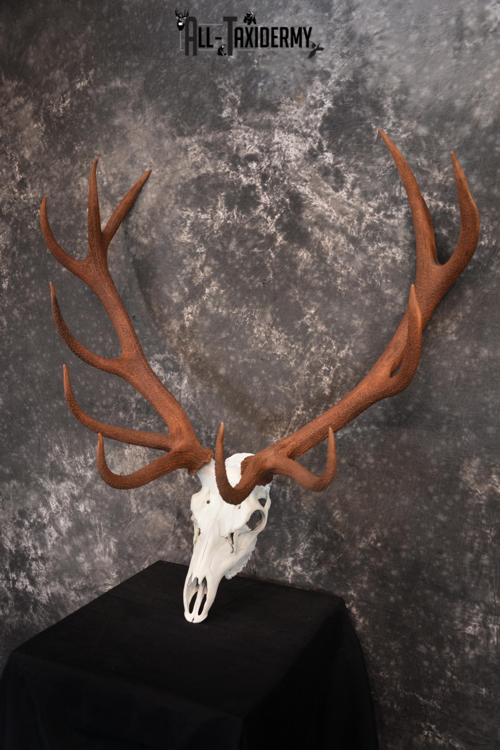 Red Stag European skull taxidermy mount SKU 1438 - Image 5