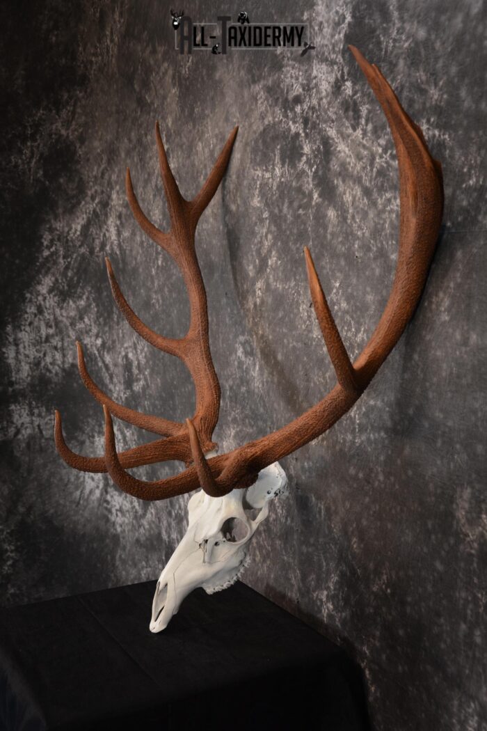 Red Stag European skull taxidermy mount SKU 1438 - All Taxidermy