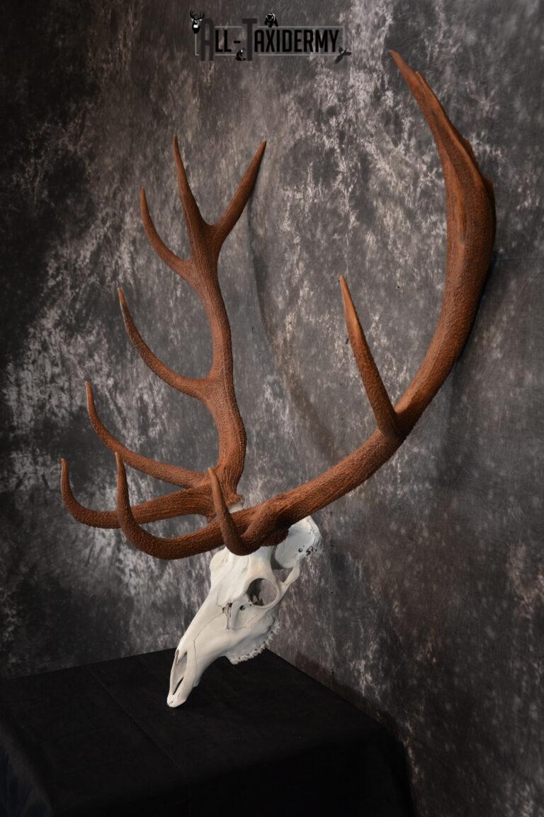 Red Stag European Skull Taxidermy Mount Sku 1438 - All Taxidermy