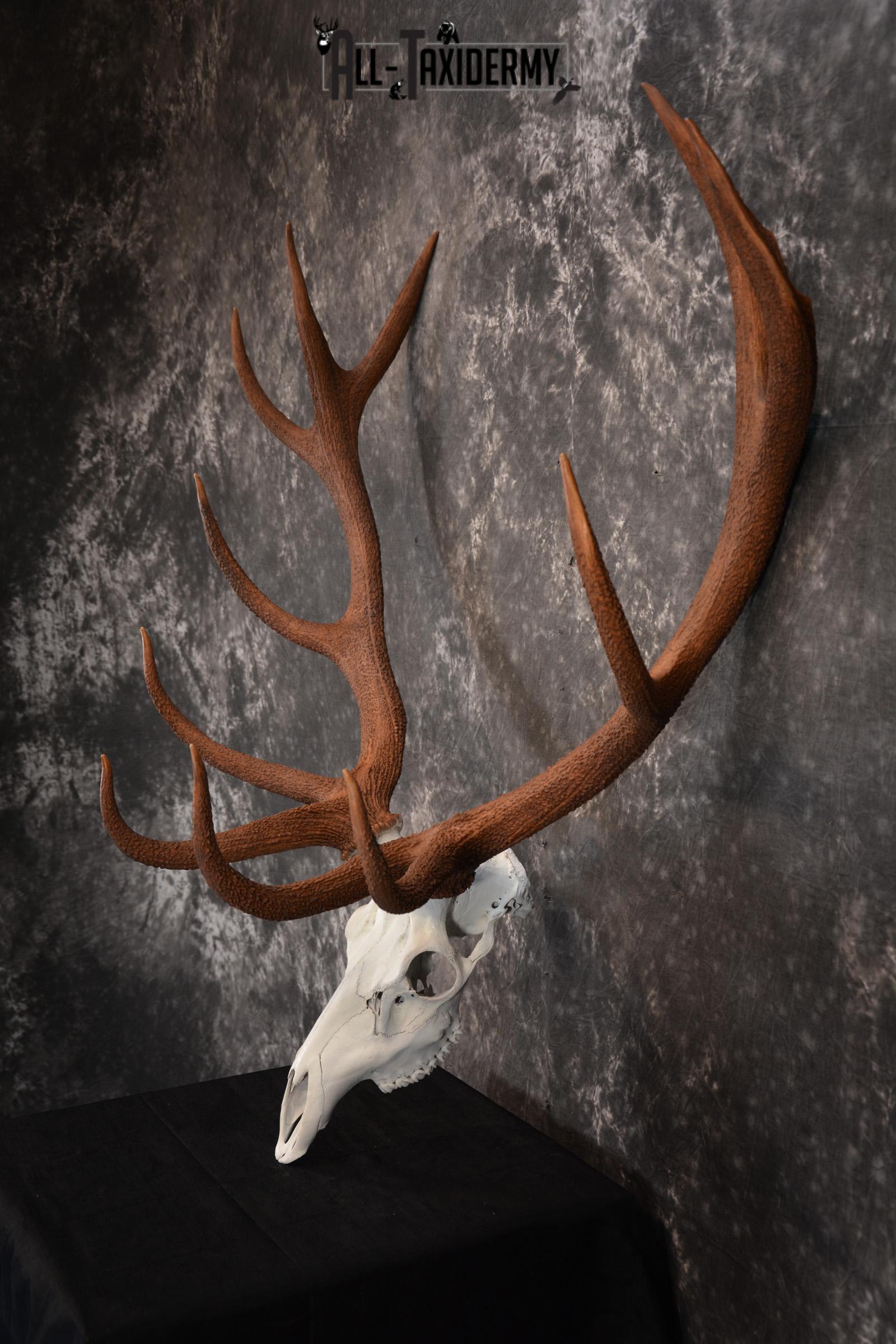 Red Stag European skull taxidermy mount SKU 1438 - Image 4