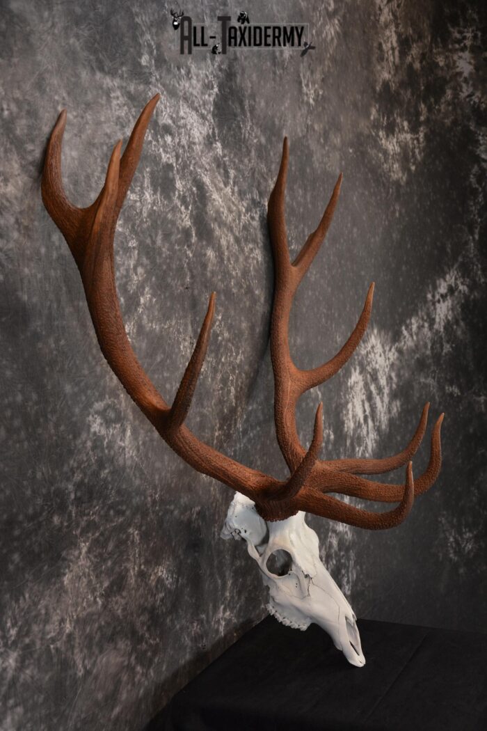 Red Stag European skull taxidermy mount SKU 1438 - All Taxidermy