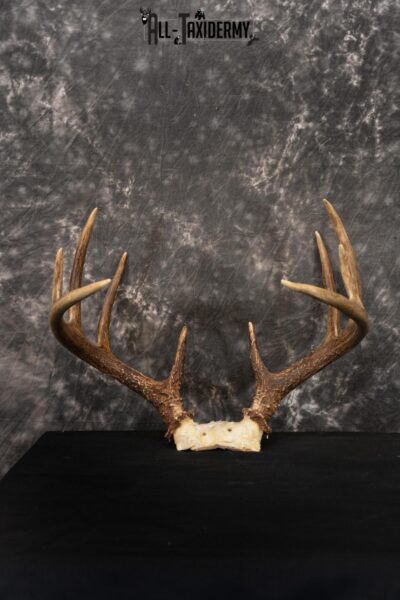 Whitetail Skull cap taxidermy 10 point SKU 1444